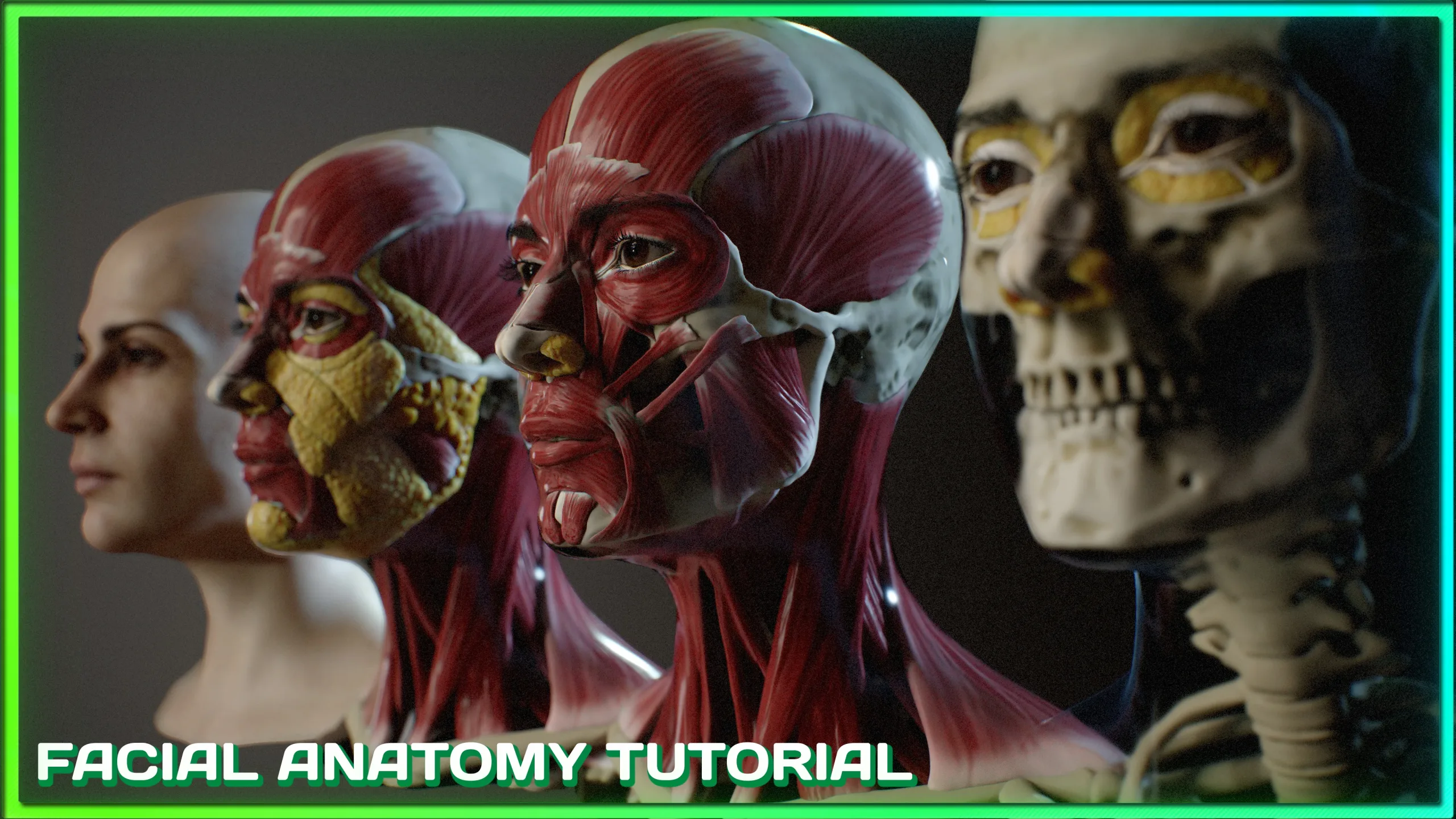 Facial Anatomy tutorial