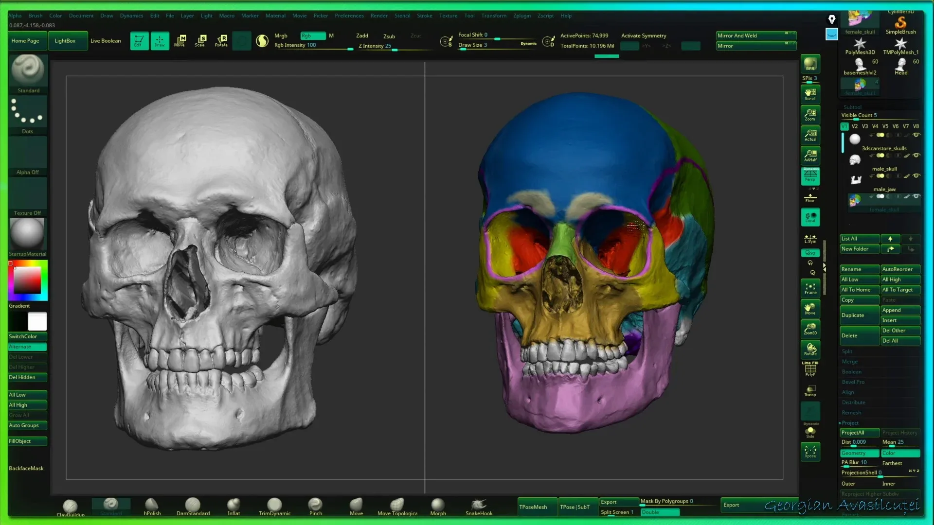 Facial Anatomy tutorial