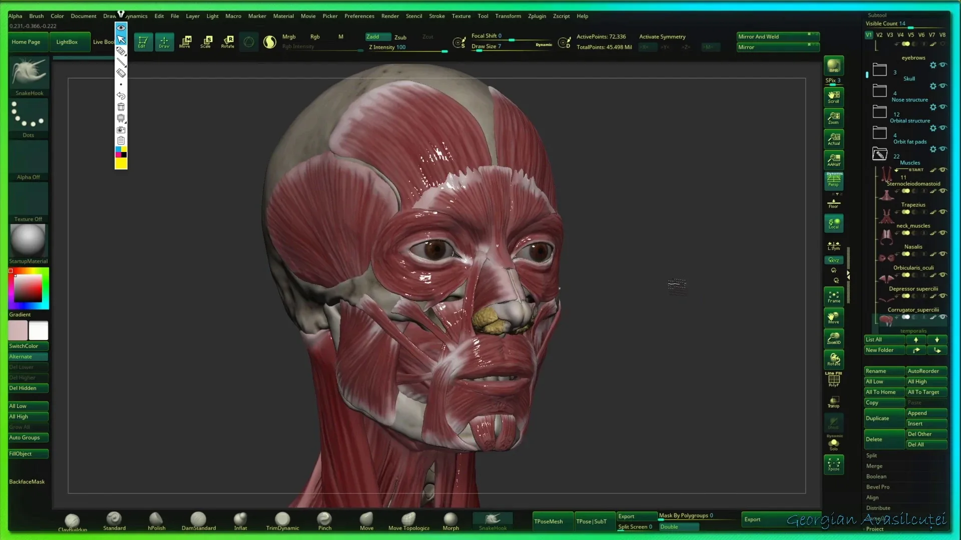 Facial Anatomy tutorial