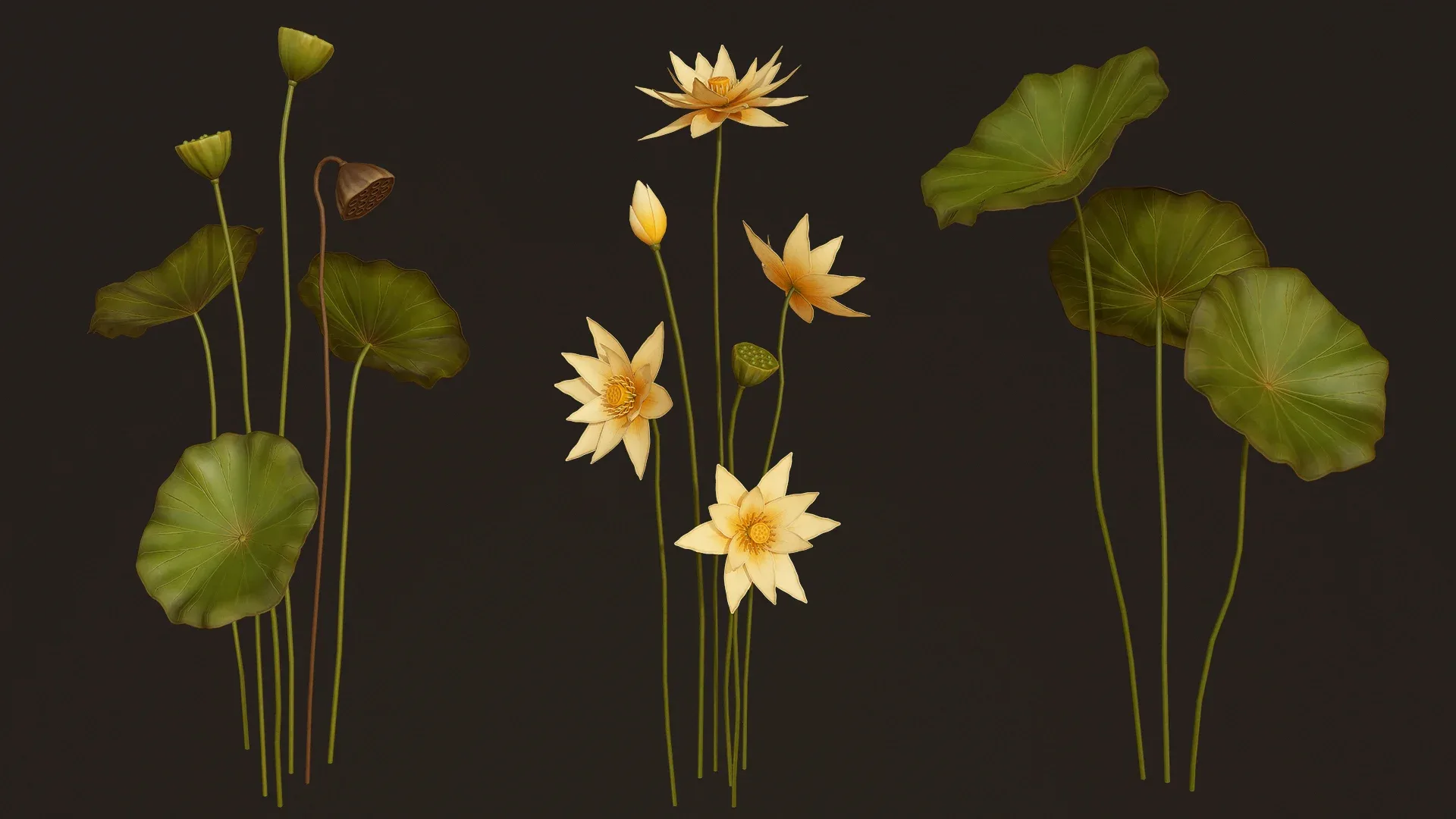 Water Plants and Flowers