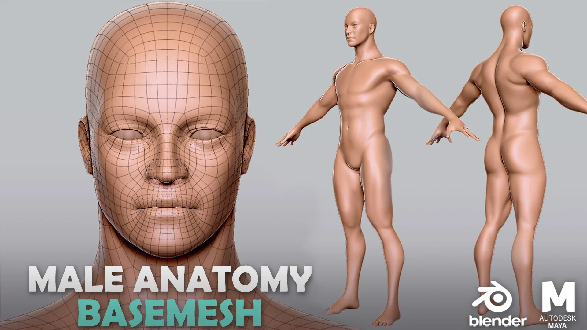 Blender - BaseMesh Male & Female Anatomy - Topology + UV Map