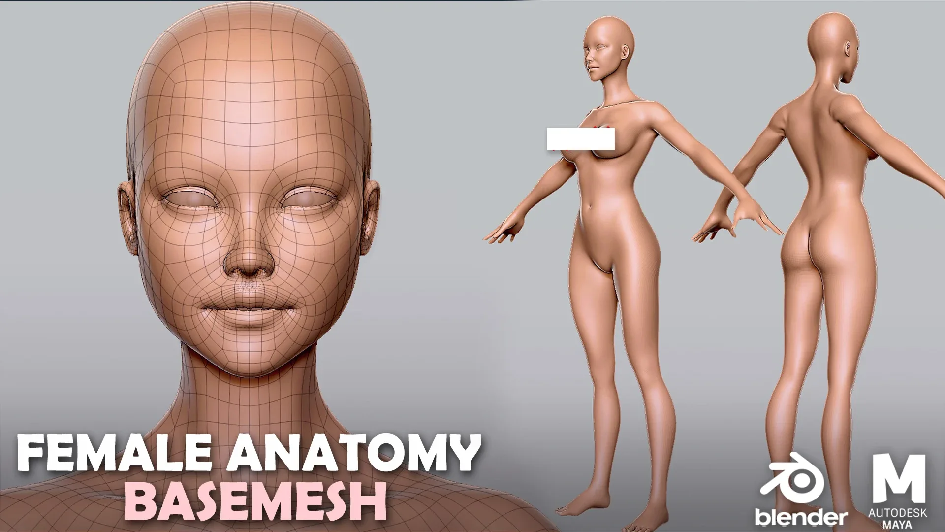 Blender - BaseMesh Male & Female Anatomy - Topology + UV Map