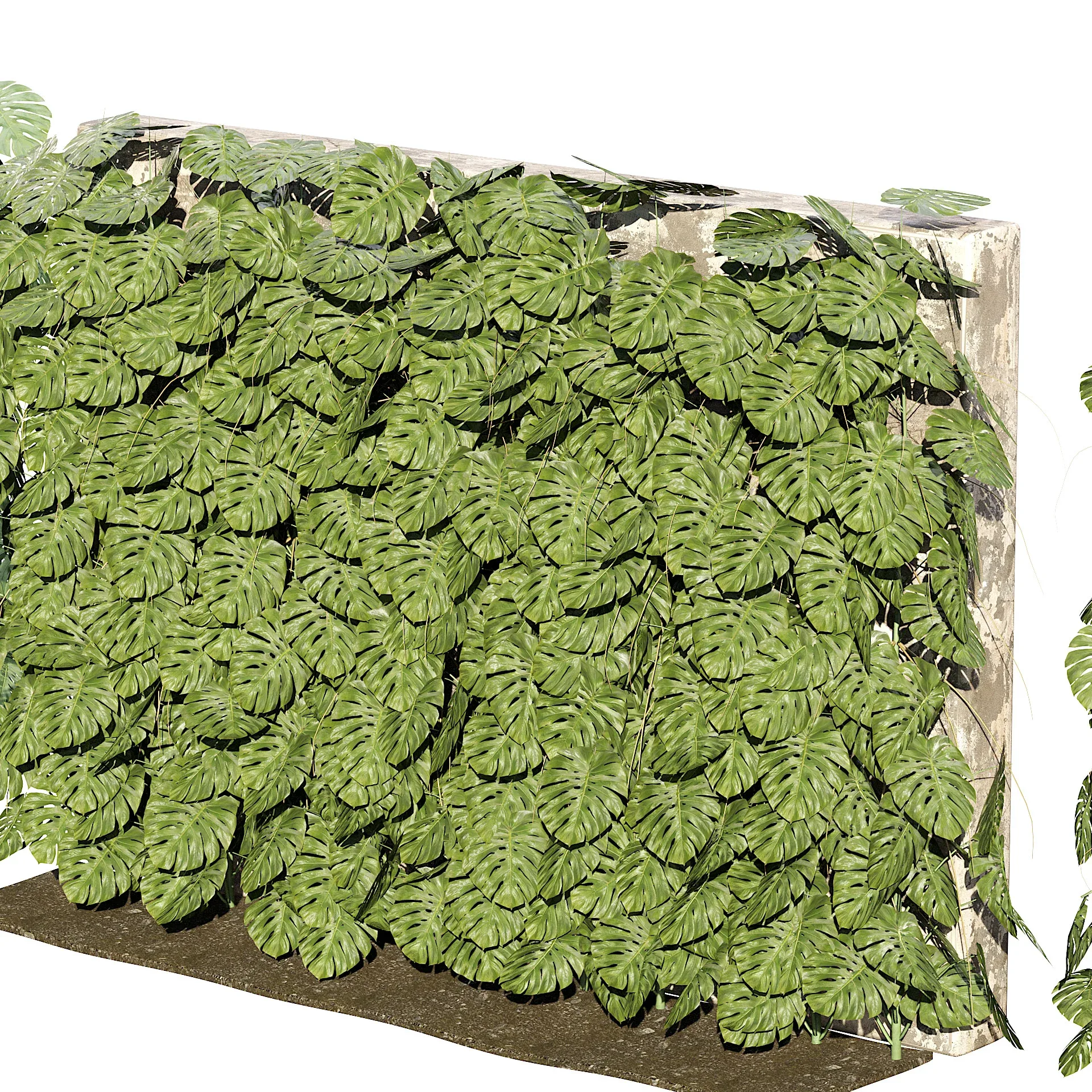 Swiss Cheese Plant Climber Greenwall 3D Model