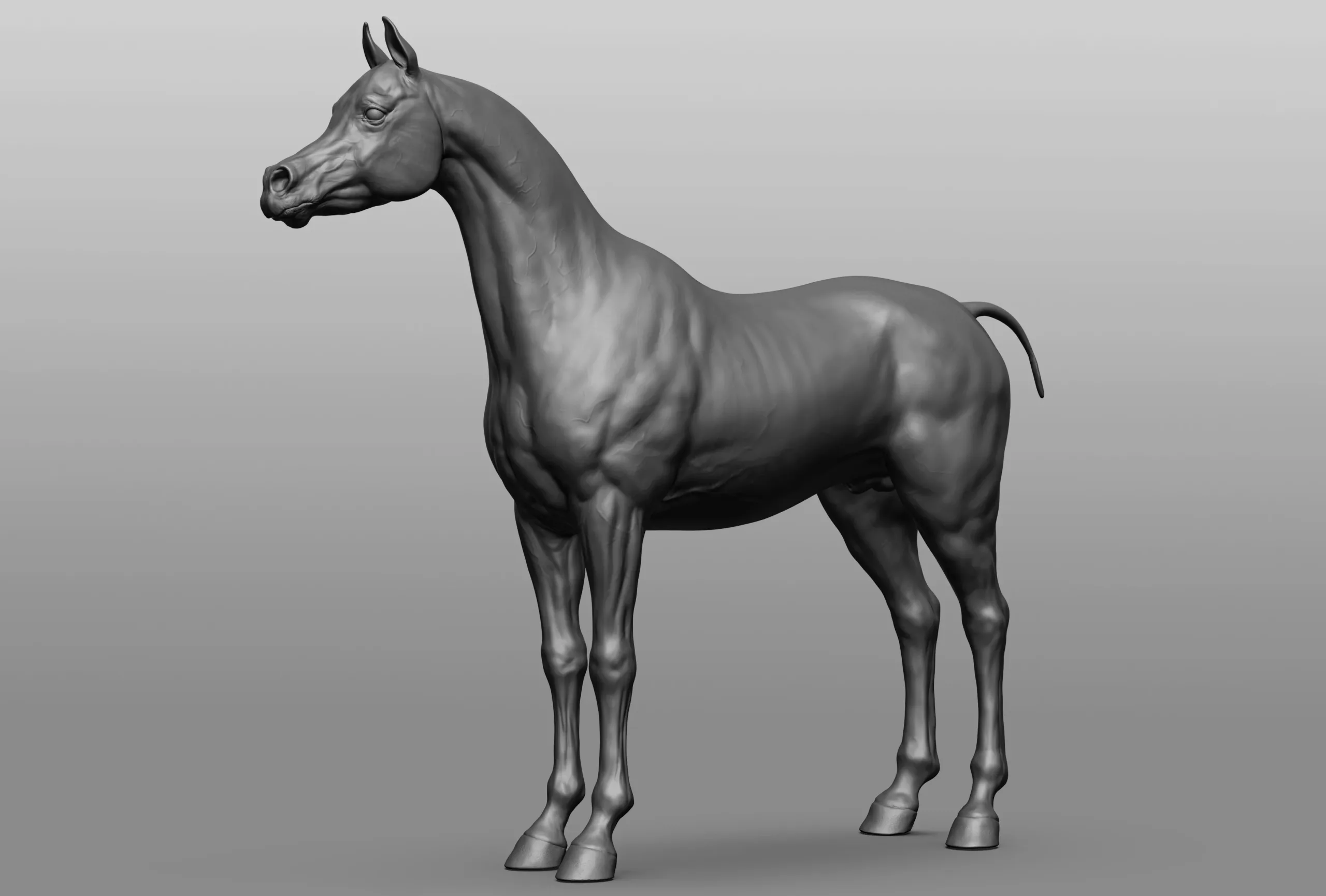 Horse Breeds Collection - 6 horses