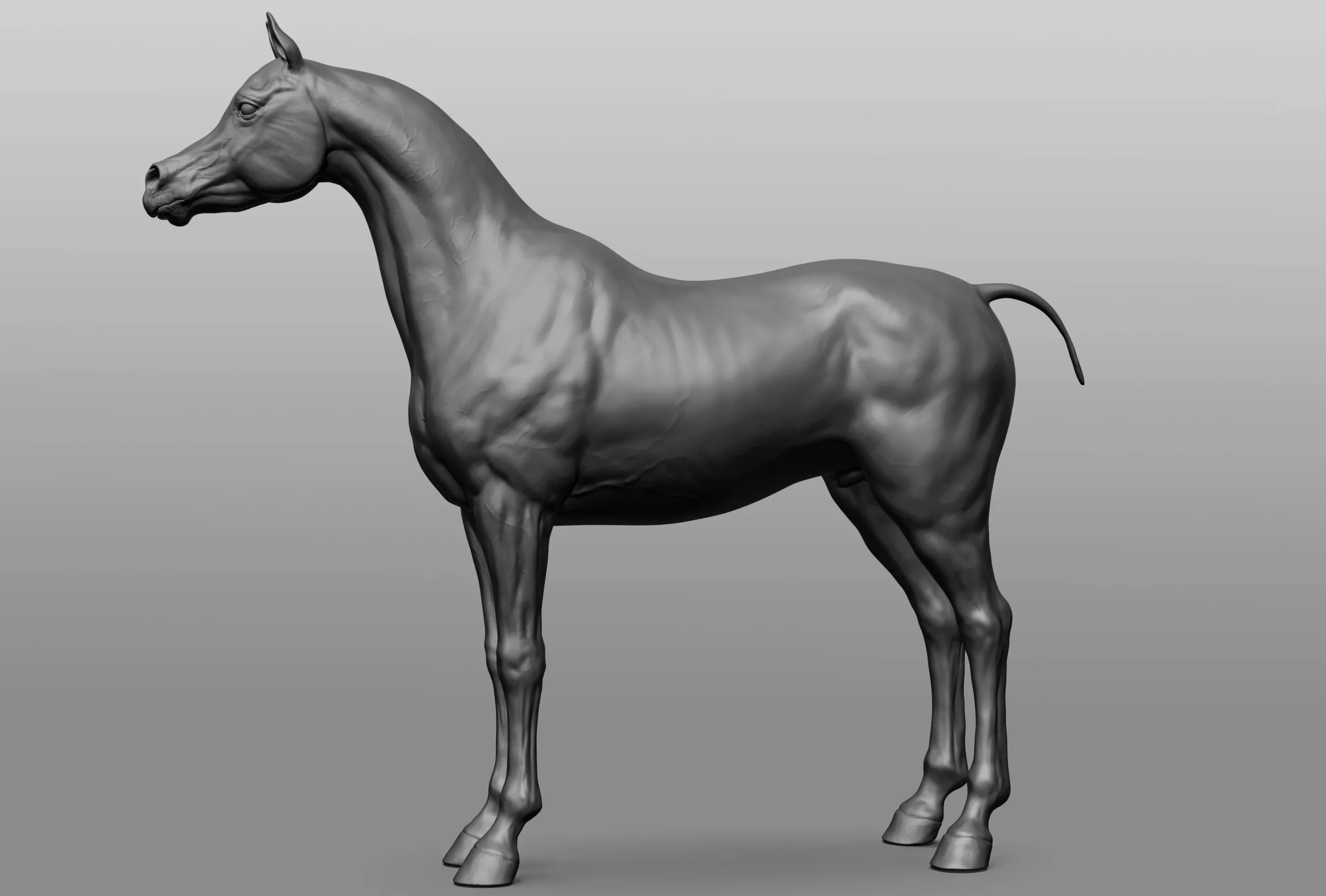 Horse Breeds Collection - 6 horses