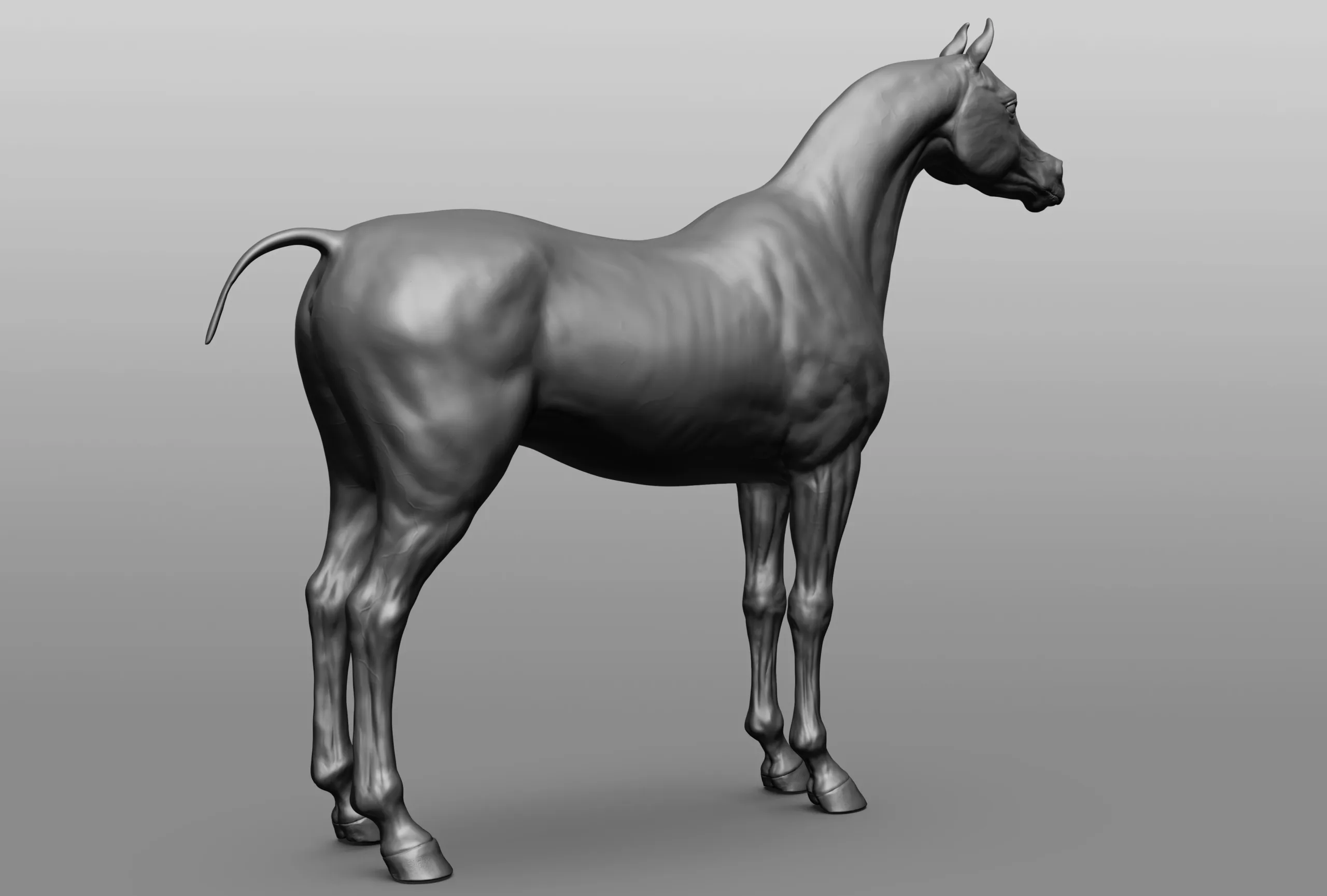 Horse Breeds Collection - 6 horses