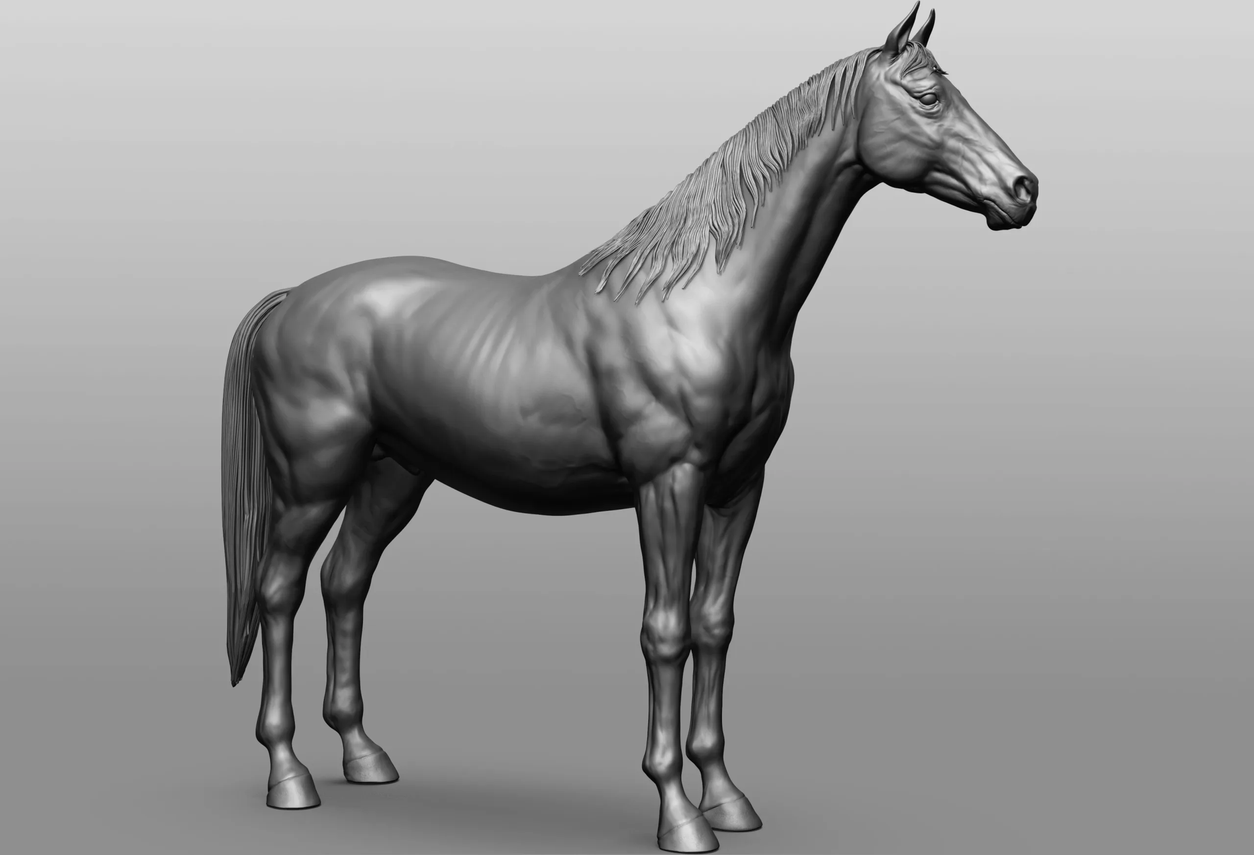 Horse Breeds Collection - 6 horses