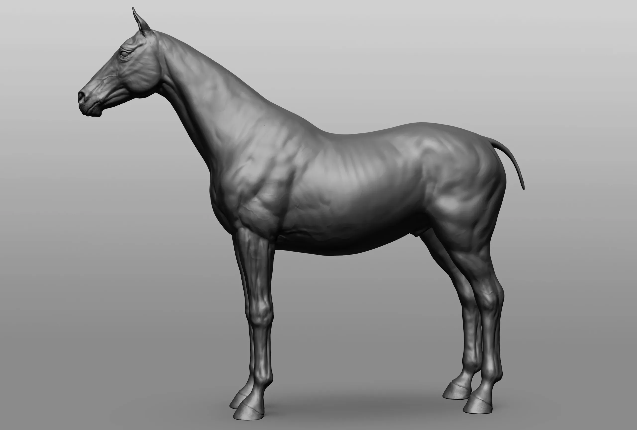 Horse Breeds Collection - 6 horses