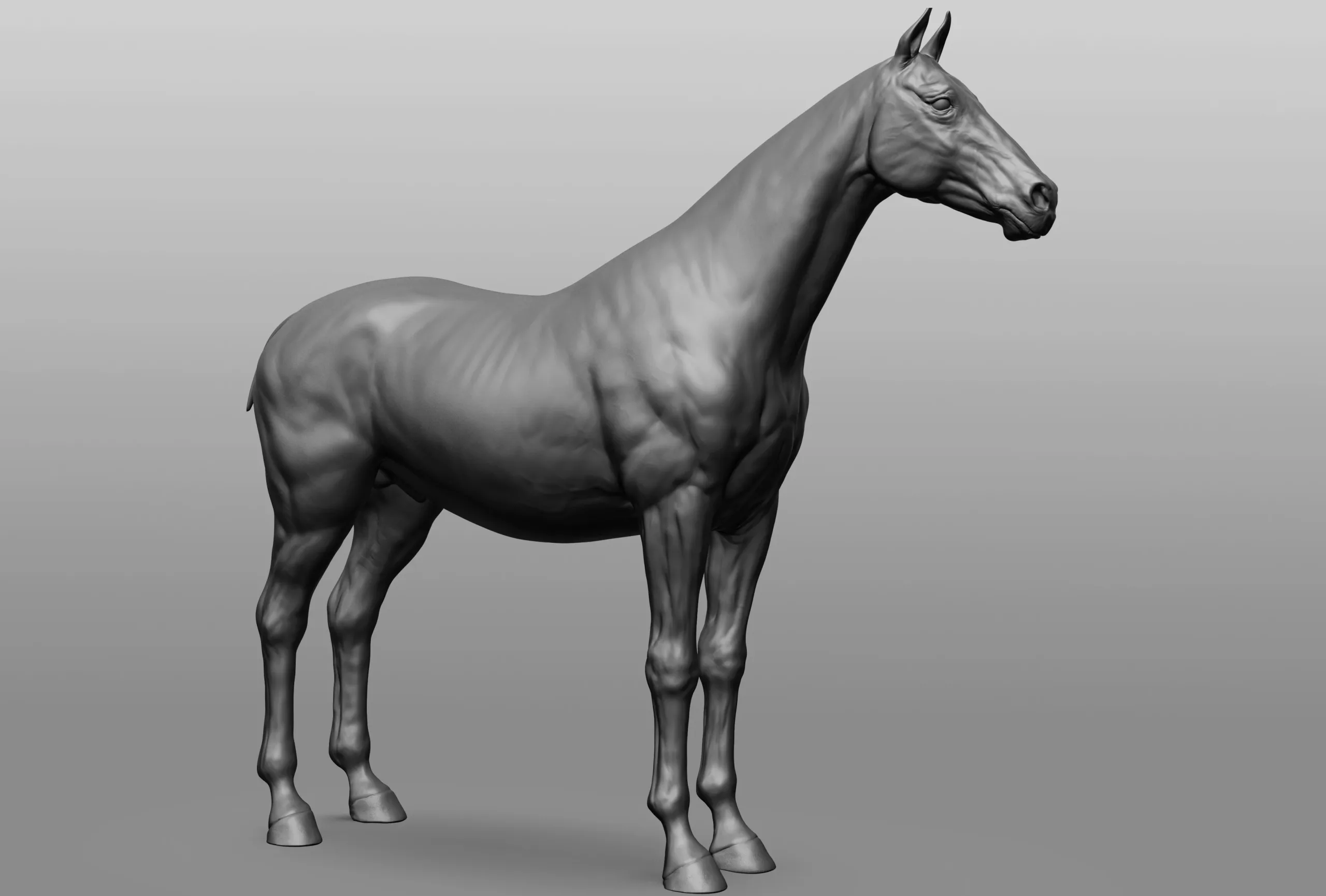 Horse Breeds Collection - 6 horses