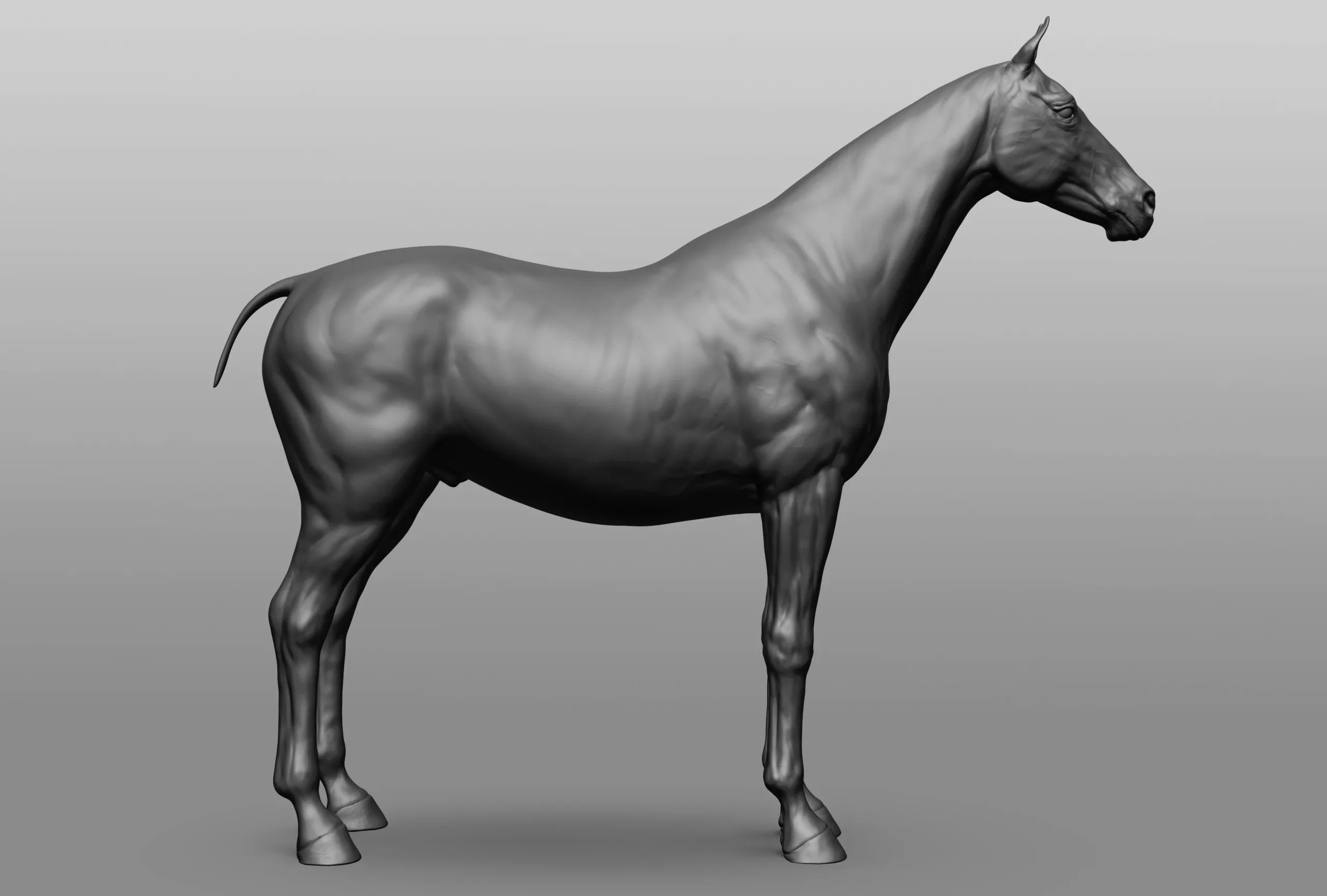 Horse Breeds Collection - 6 horses