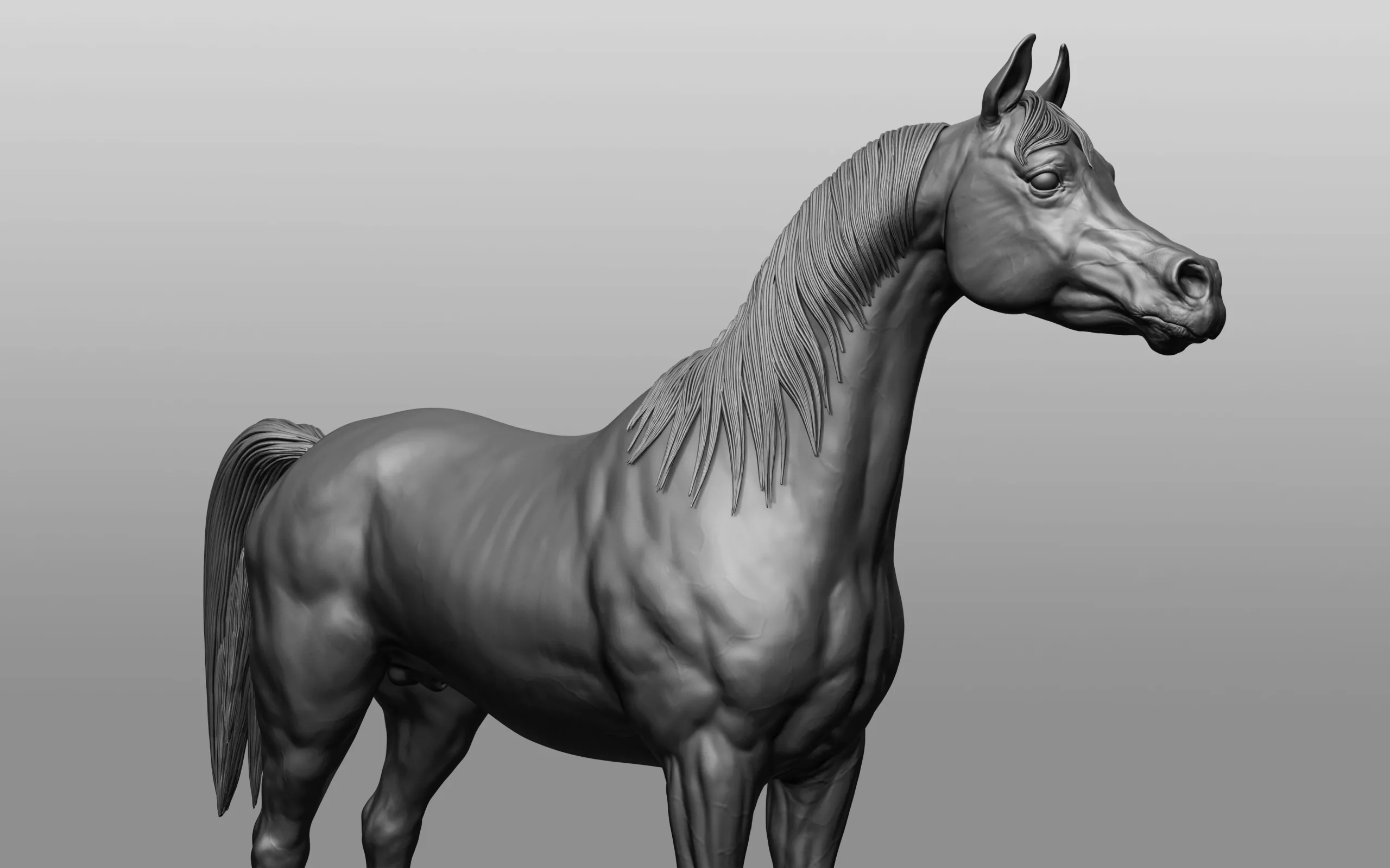 Horse Breeds Collection - 6 horses