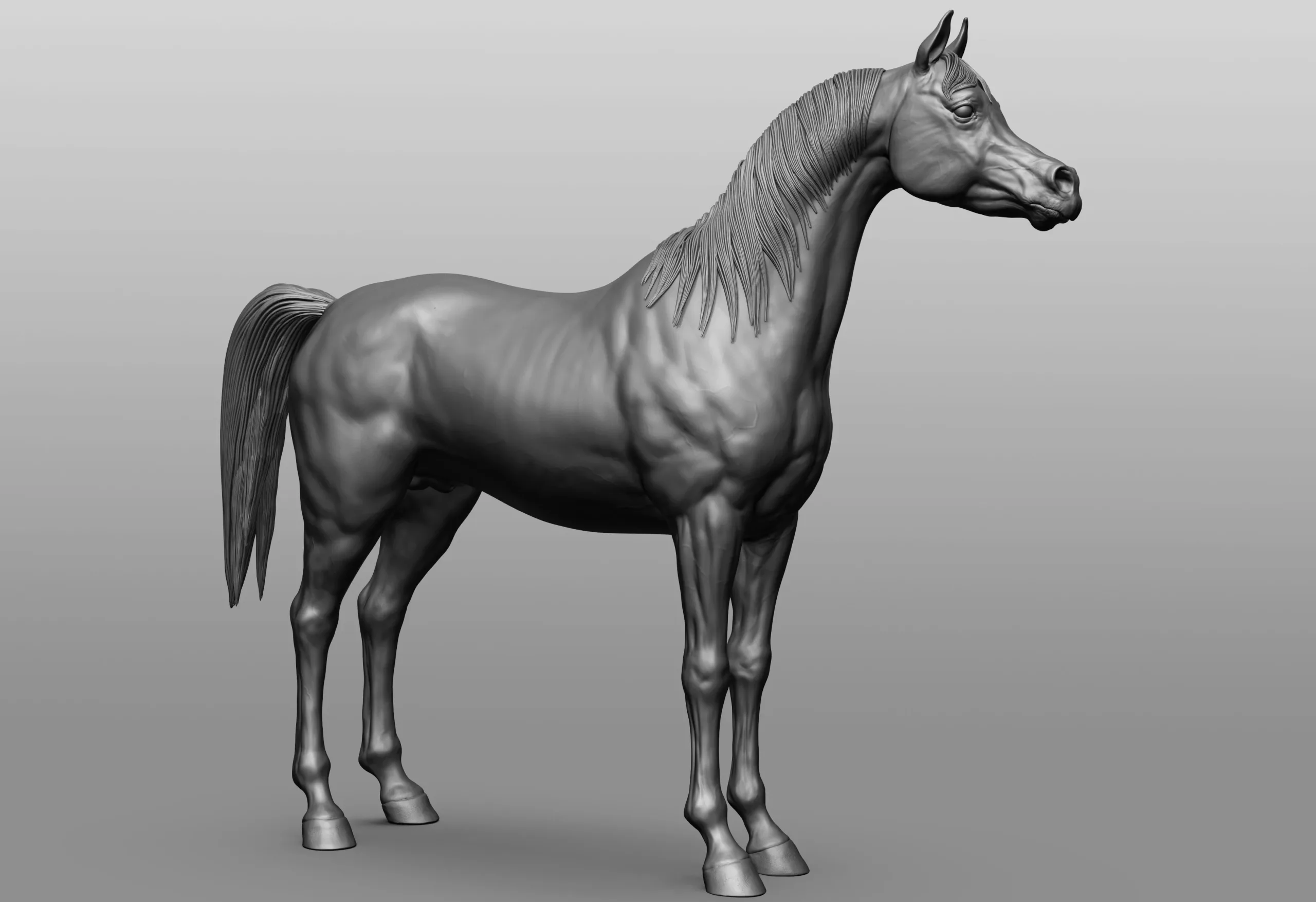 Horse Breeds Collection - 6 horses