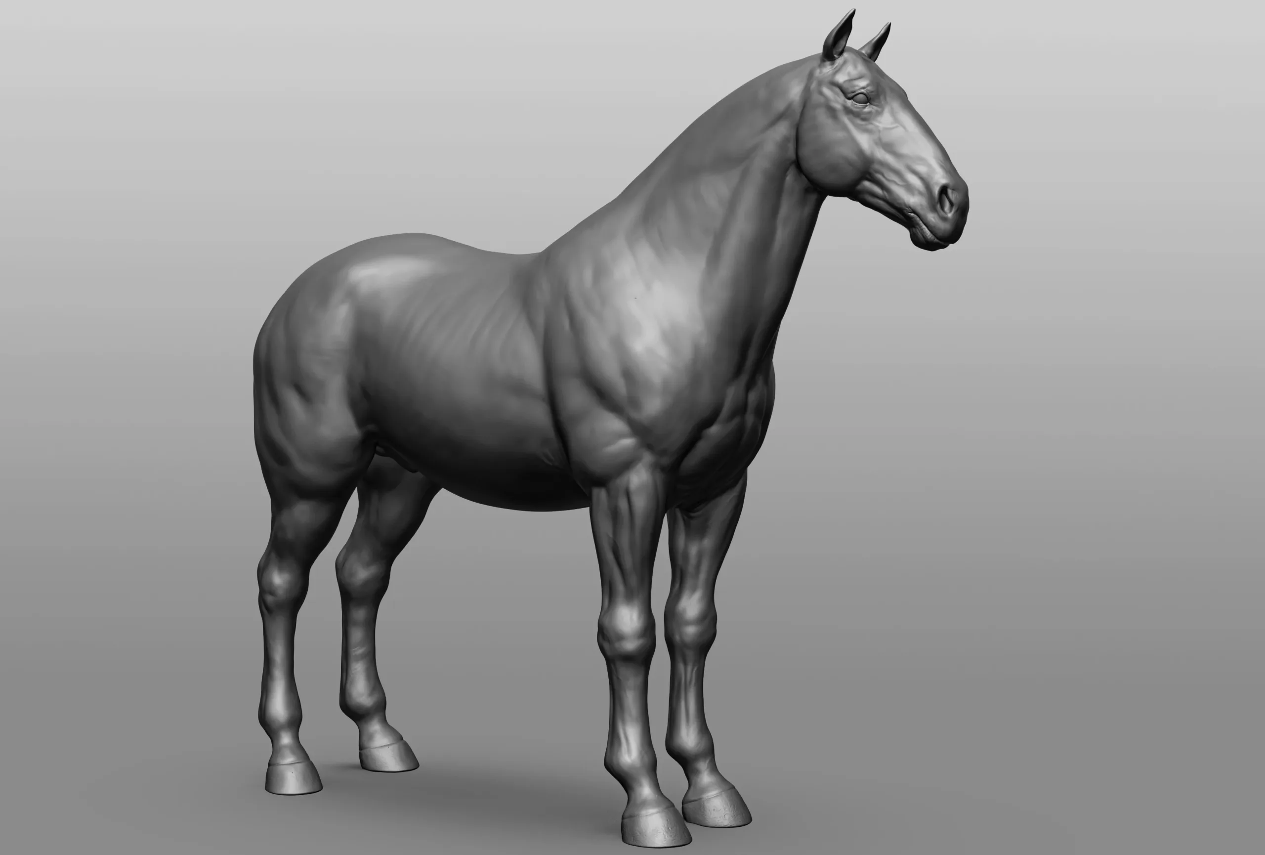 Horse Breeds Collection - 6 horses