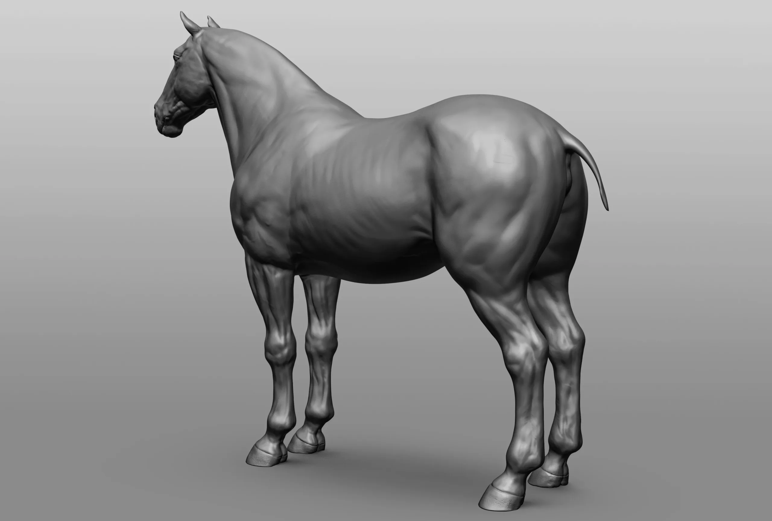 Horse Breeds Collection - 6 horses