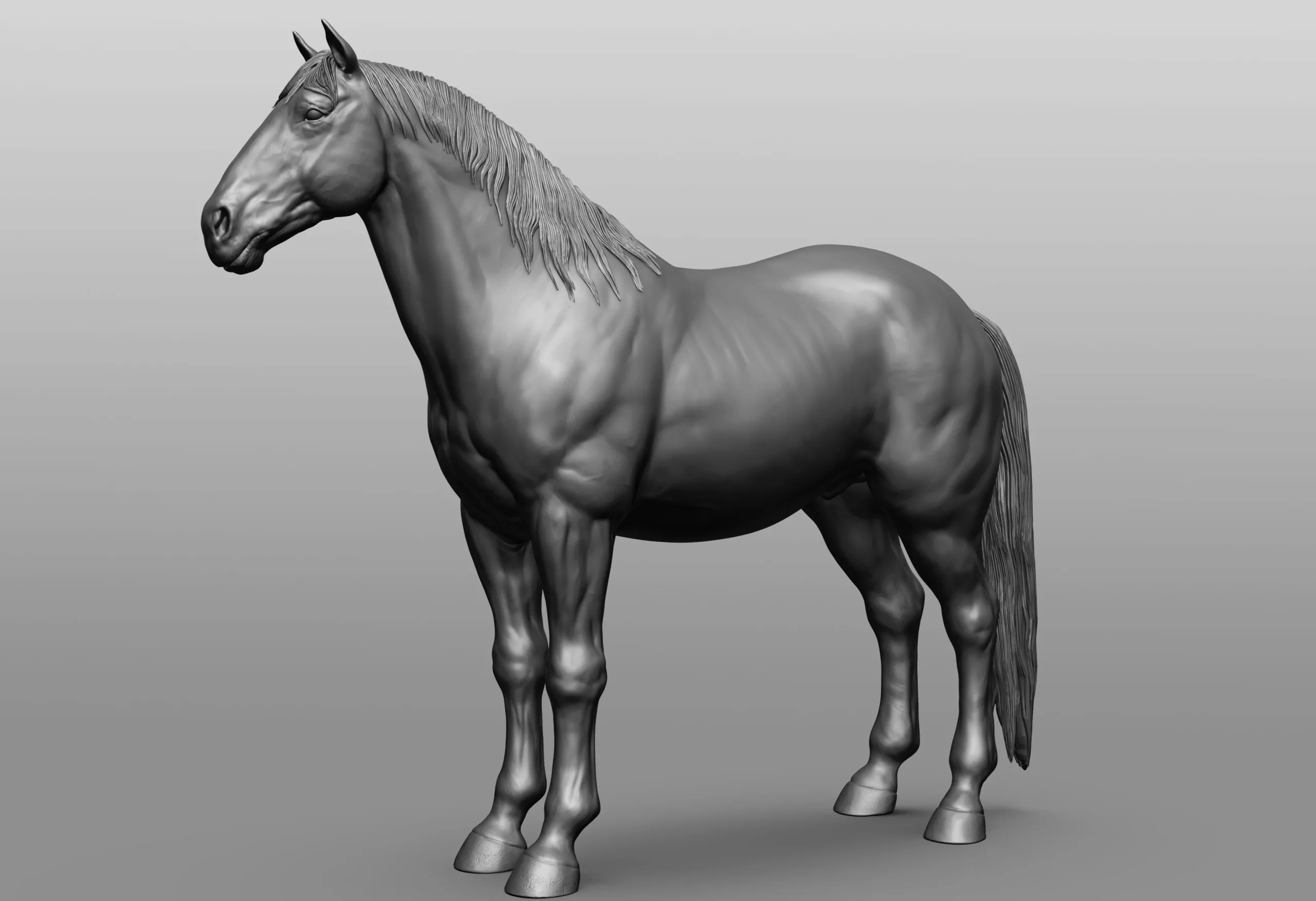 Horse Breeds Collection - 6 horses