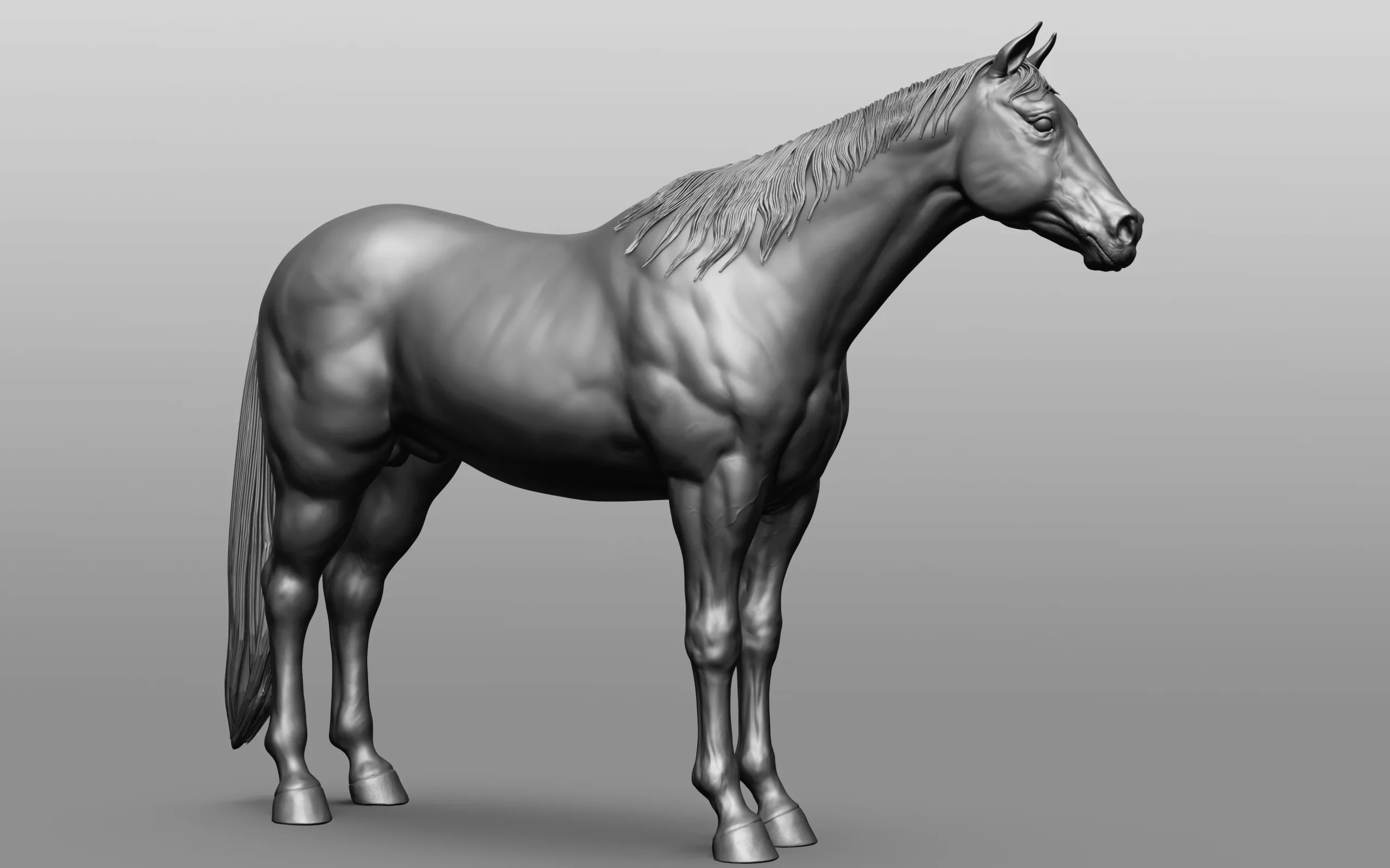 Horse Breeds Collection - 6 horses