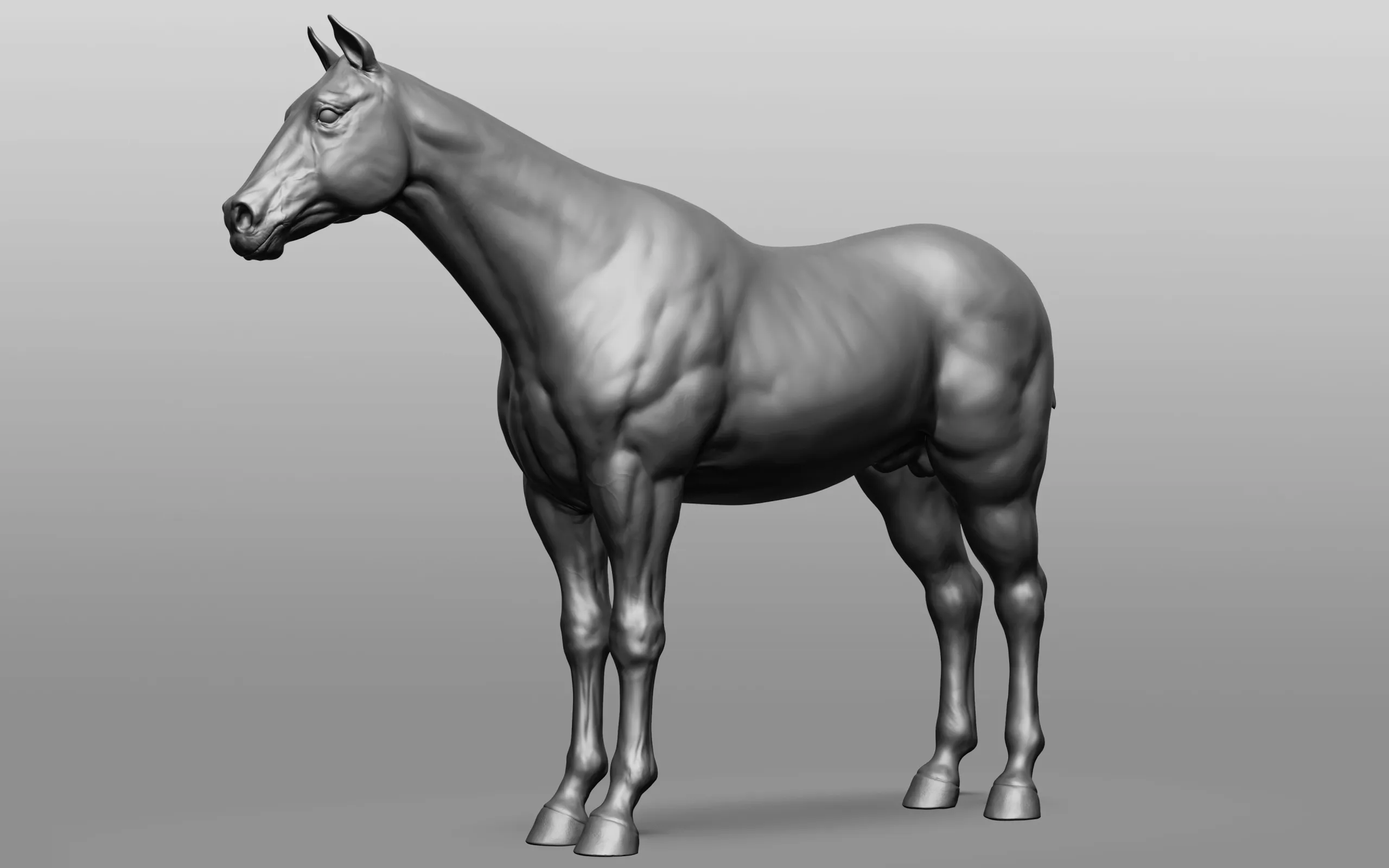 Horse Breeds Collection - 6 horses
