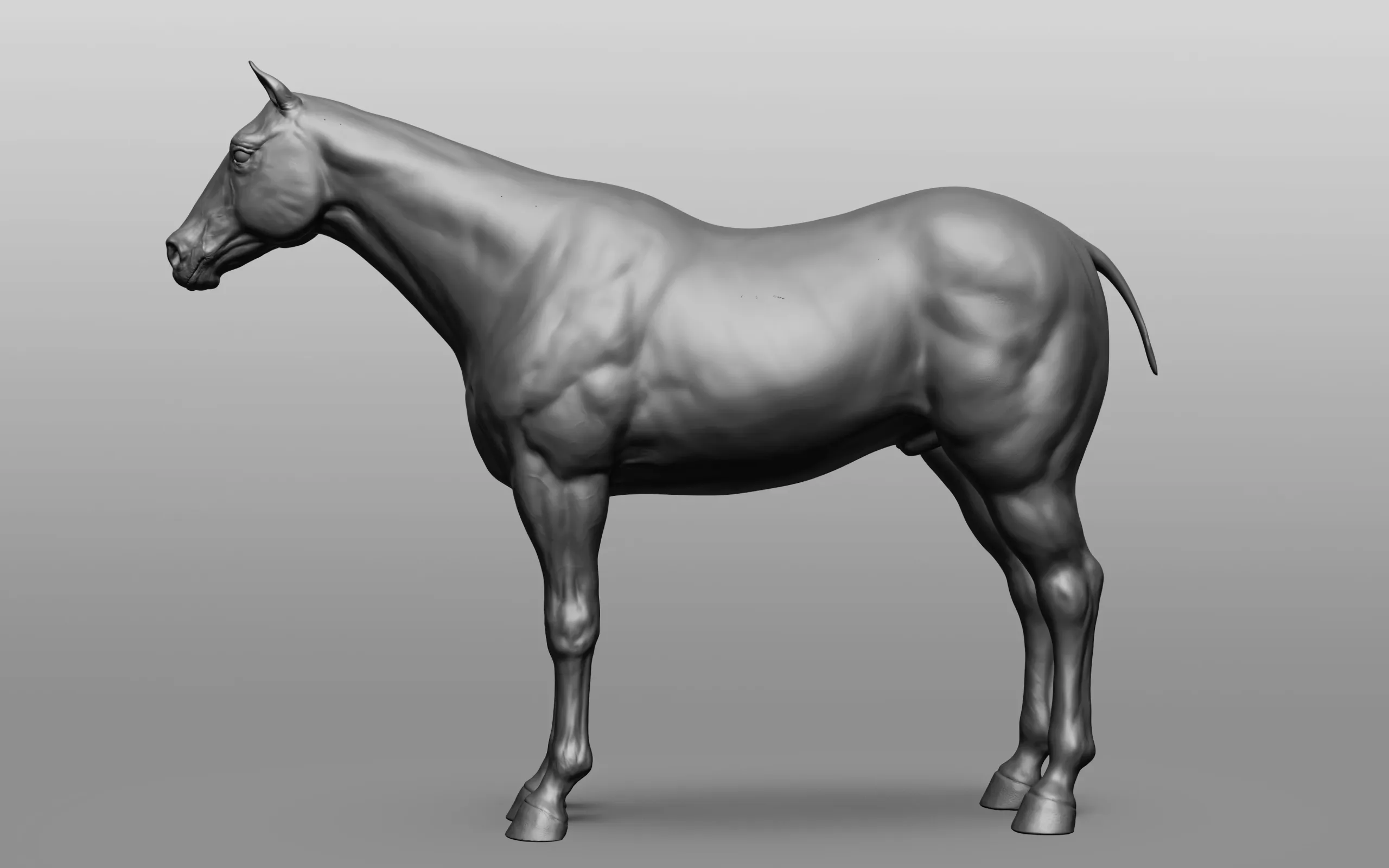 Horse Breeds Collection - 6 horses