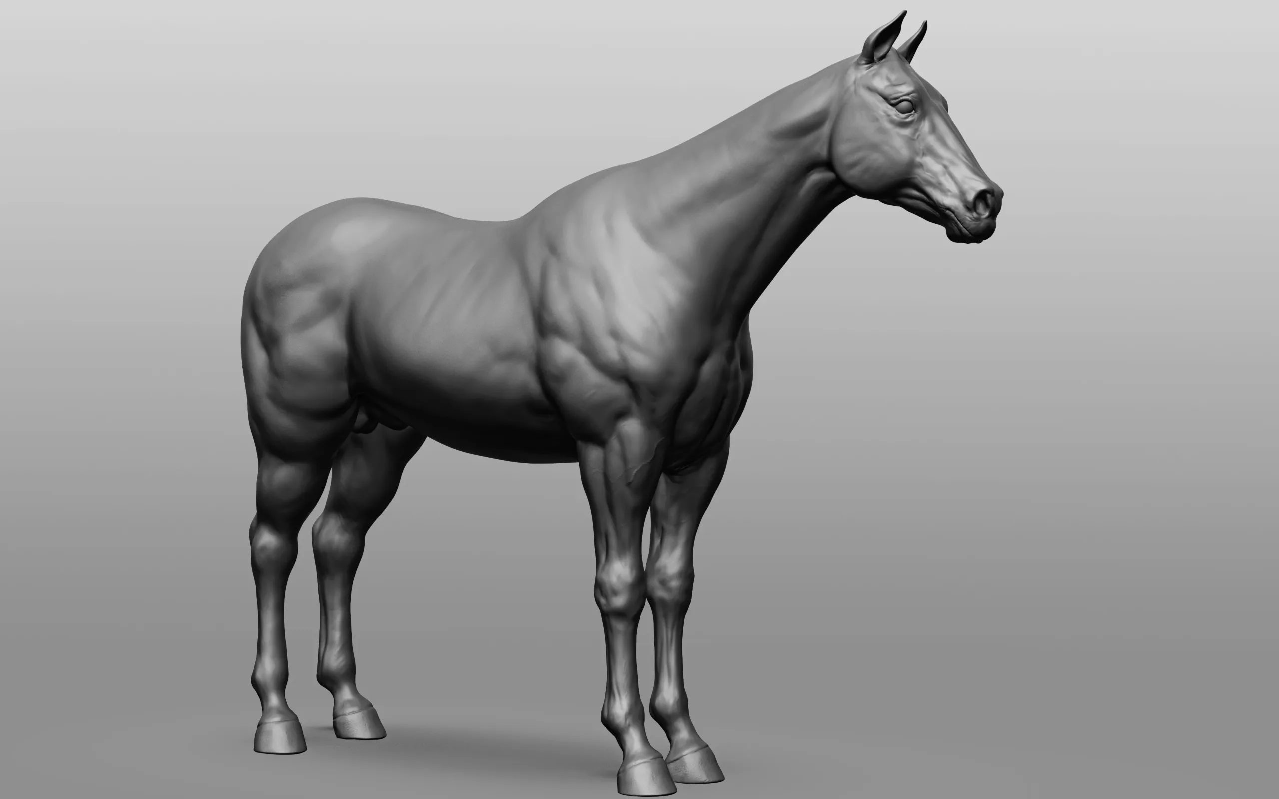 Horse Breeds Collection - 6 horses