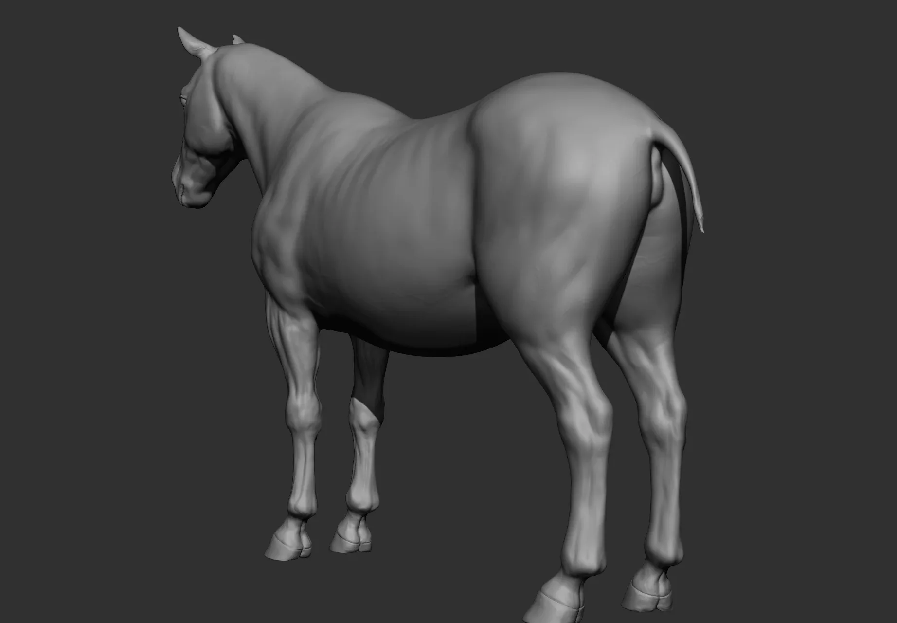 Horse Breeds Collection - 6 horses