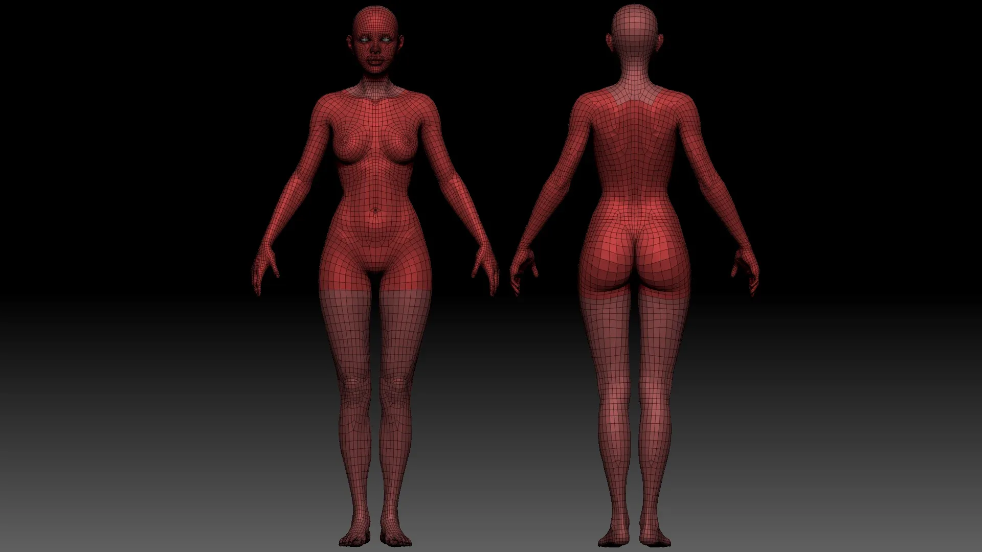 Female anatomy base model