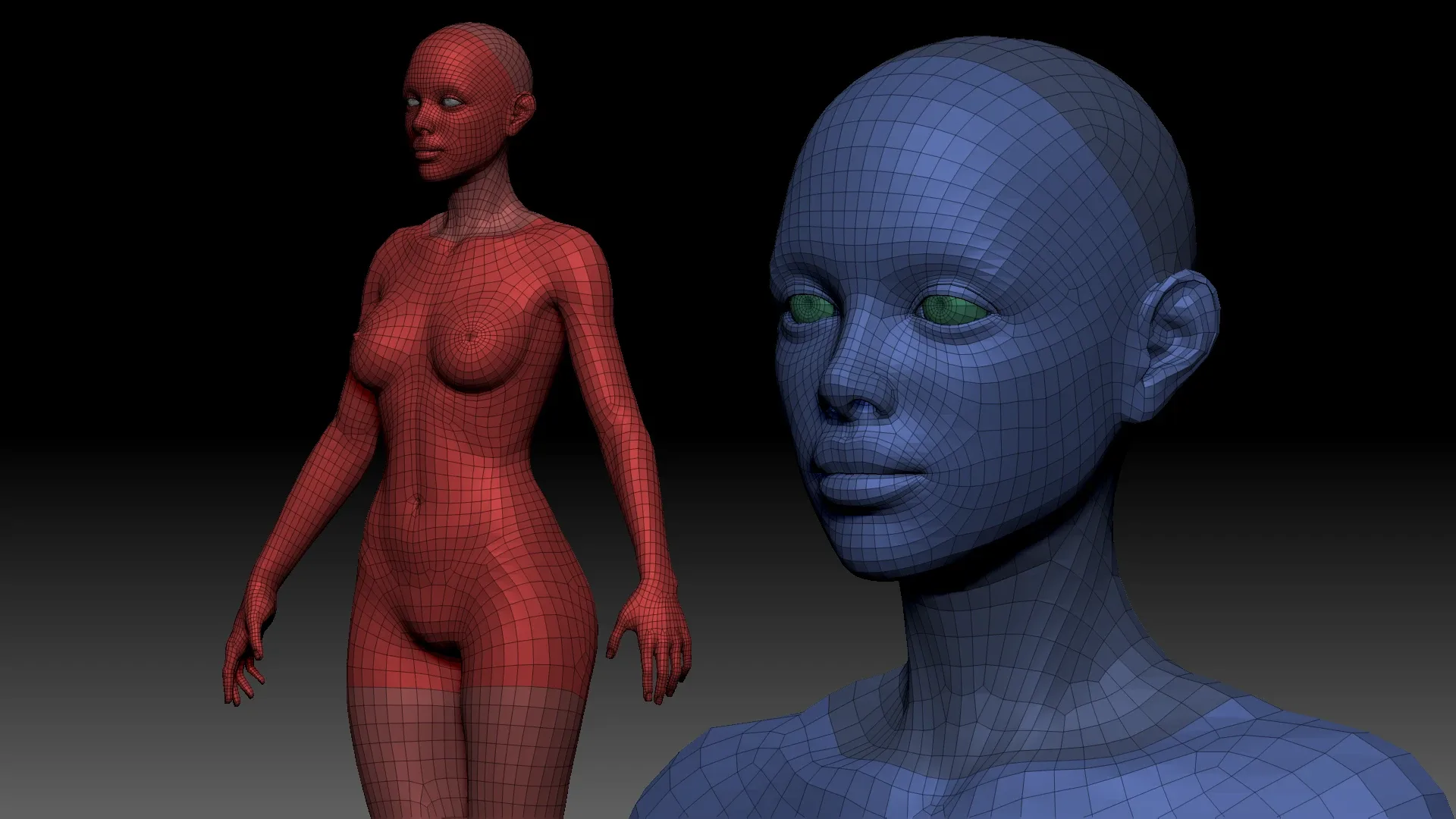 Female anatomy base model