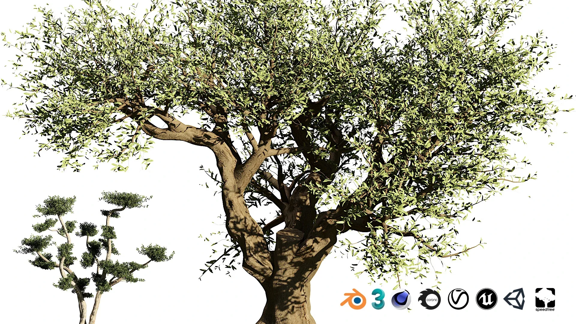 Olive Grove trees