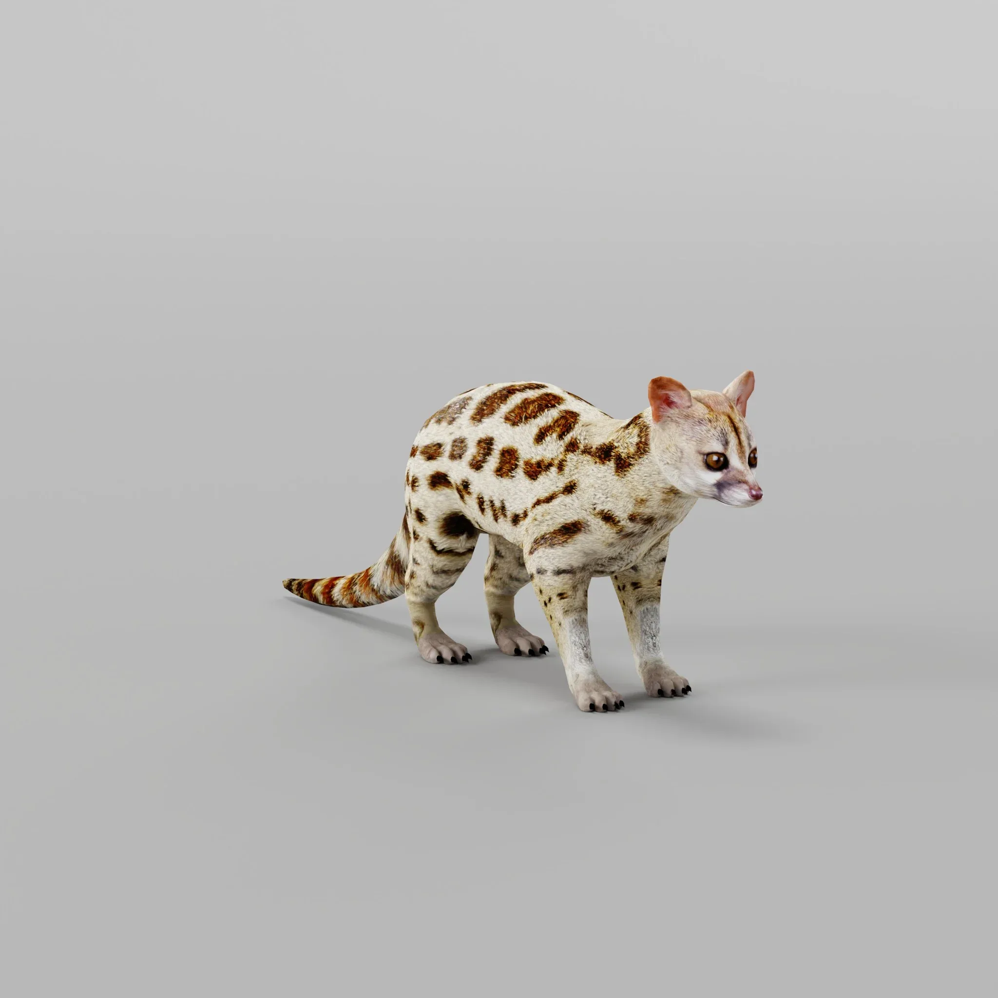 Genet Animal Gameready