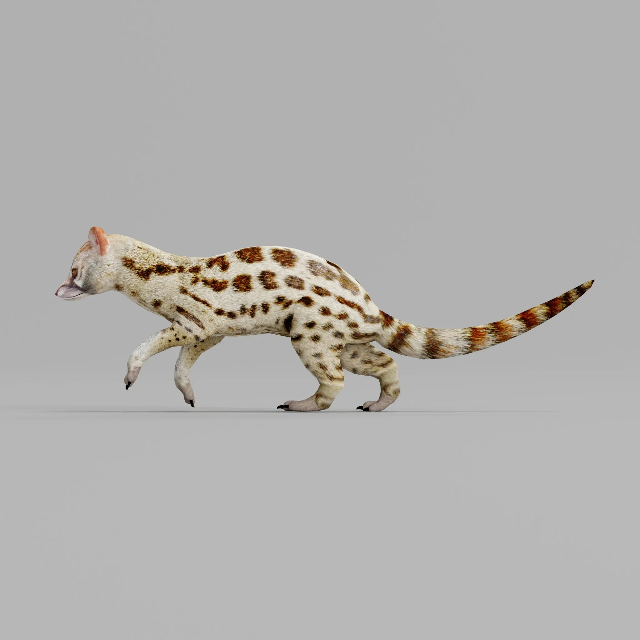 Genet Animal Gameready