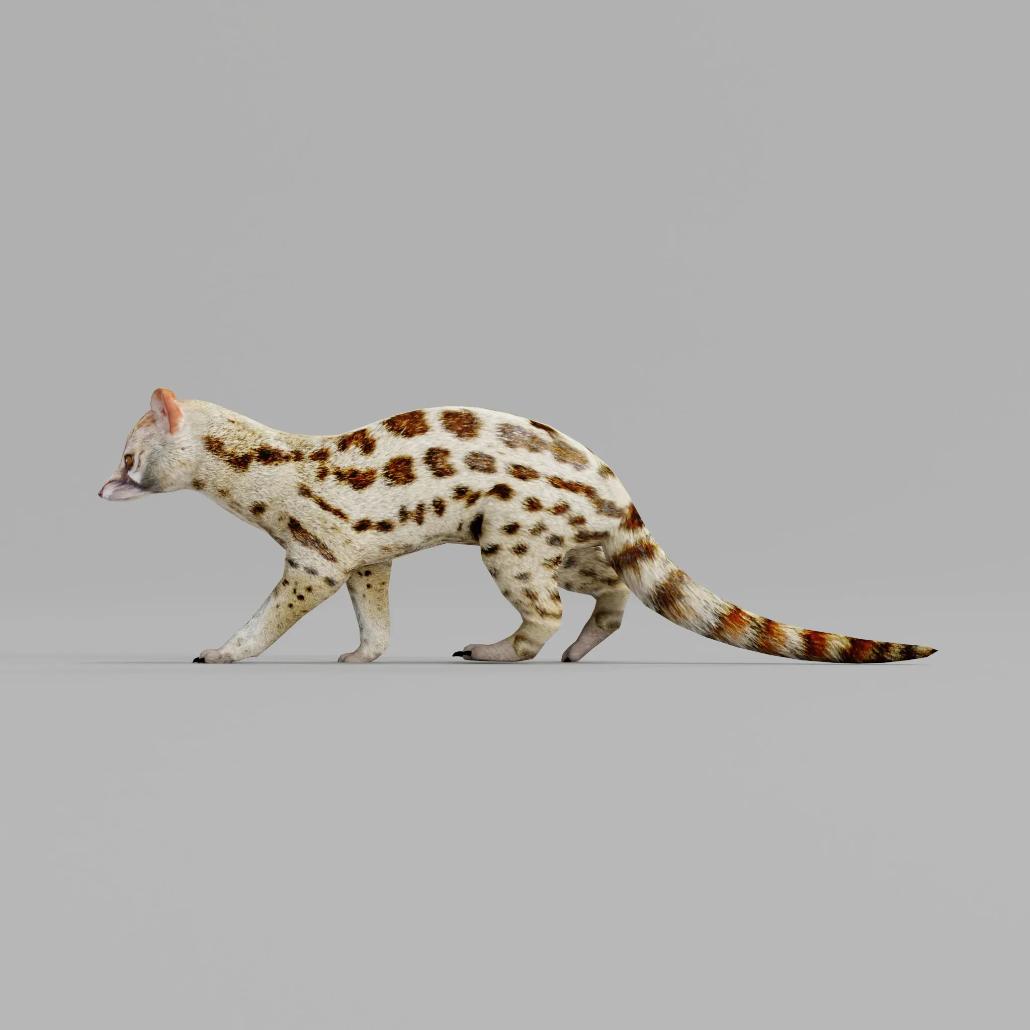 Genet Animal Gameready