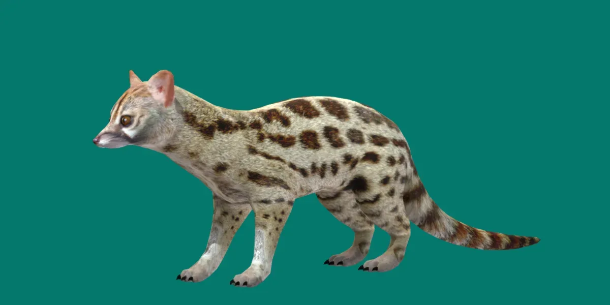 Genet Animal Gameready