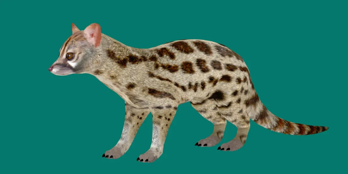 Genet Animal Gameready