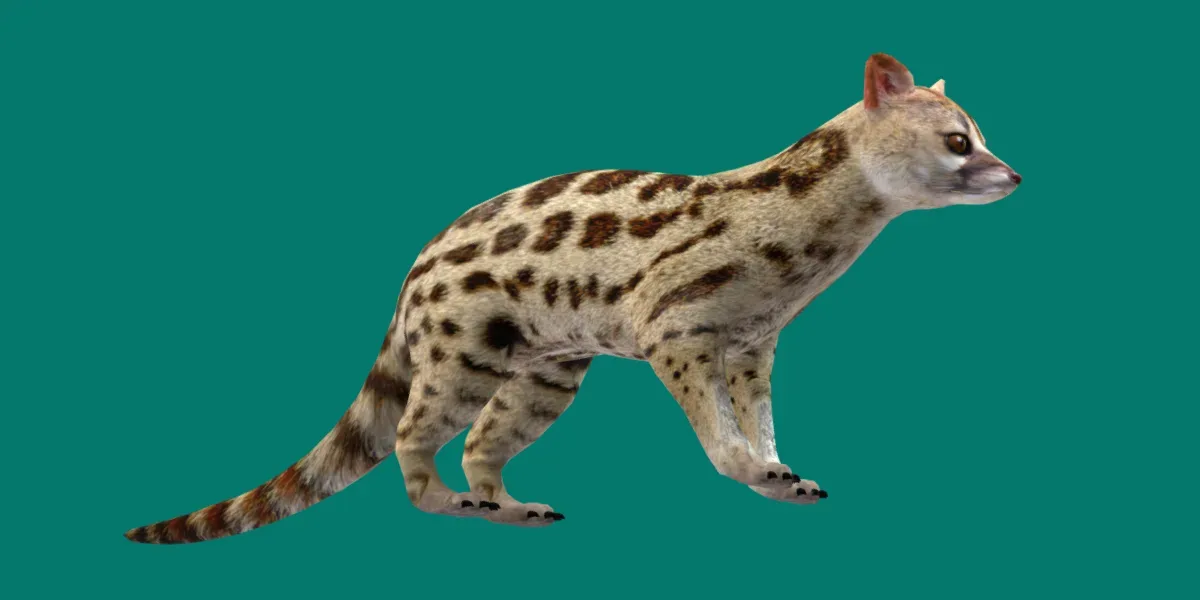 Genet Animal Gameready