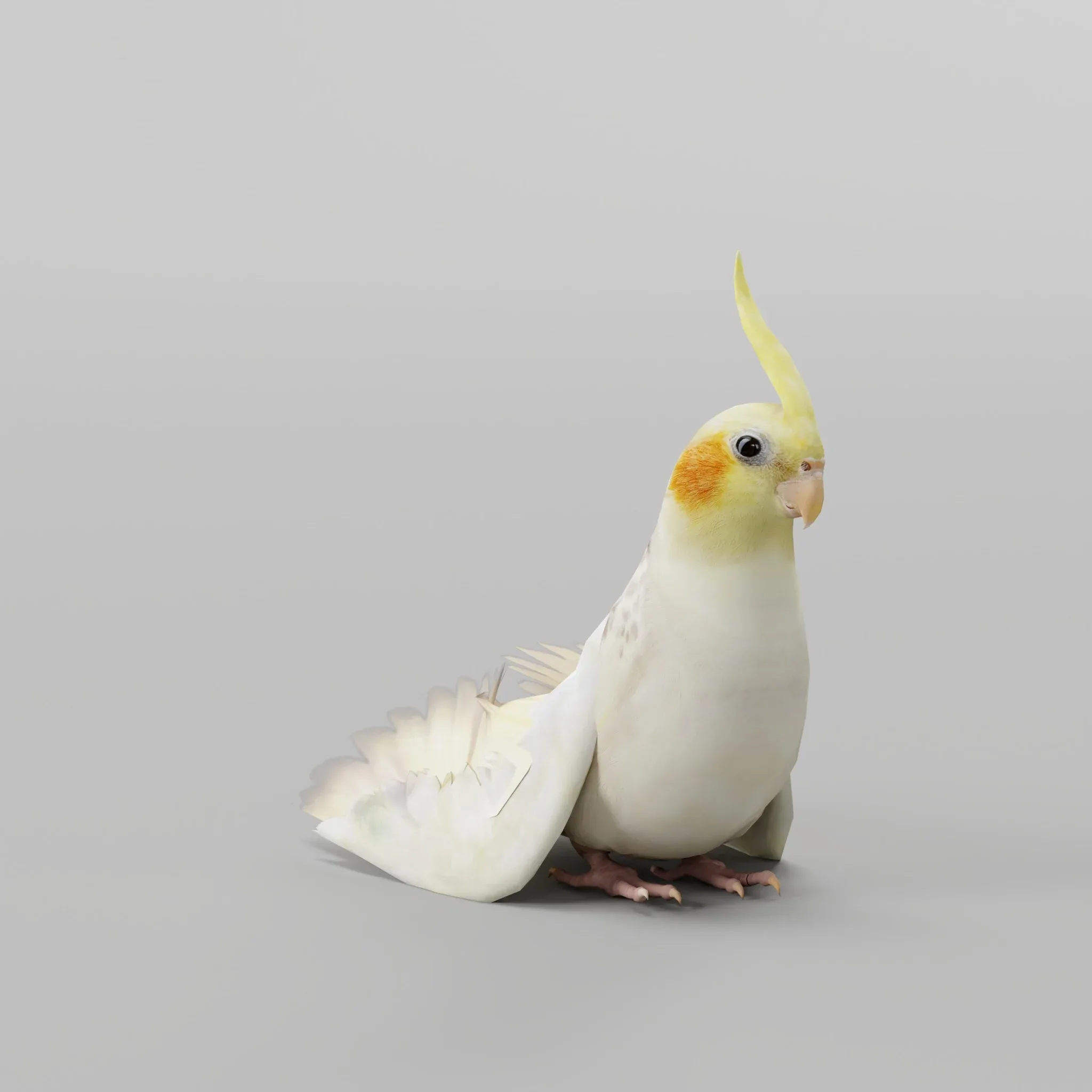 Cockatiel Parrot Bird