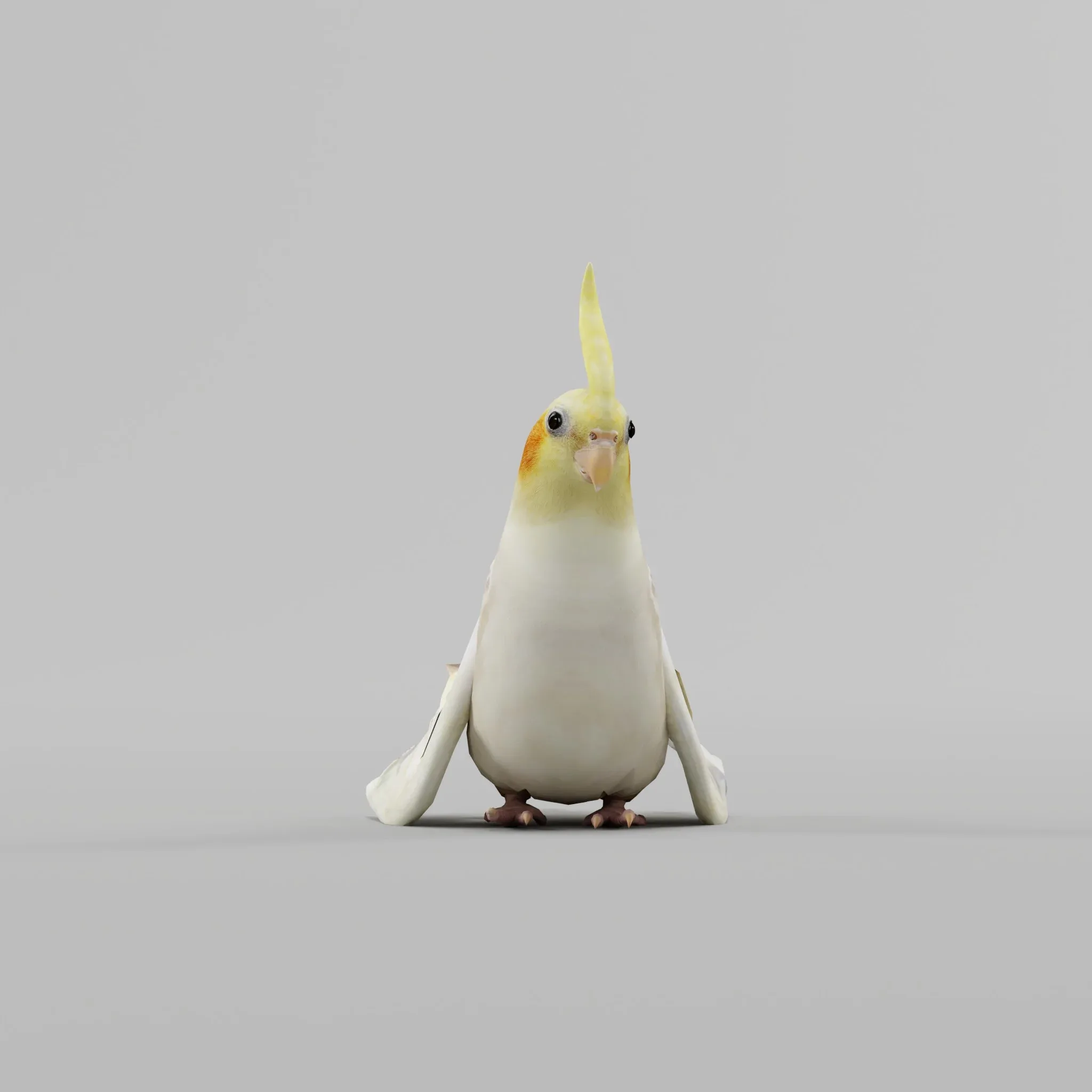 Cockatiel Parrot Bird