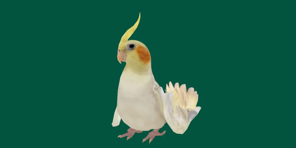 Cockatiel Parrot Bird