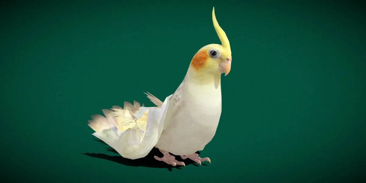 Cockatiel Parrot Bird