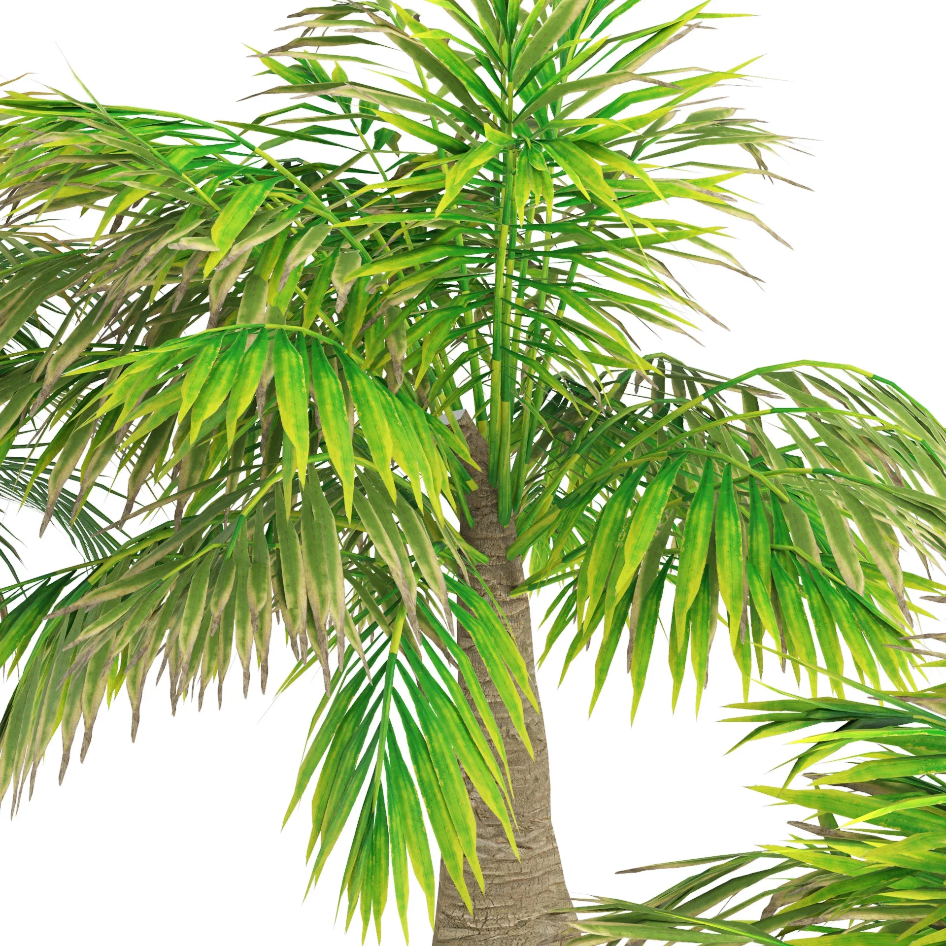 bottle-shaped palm 3d model