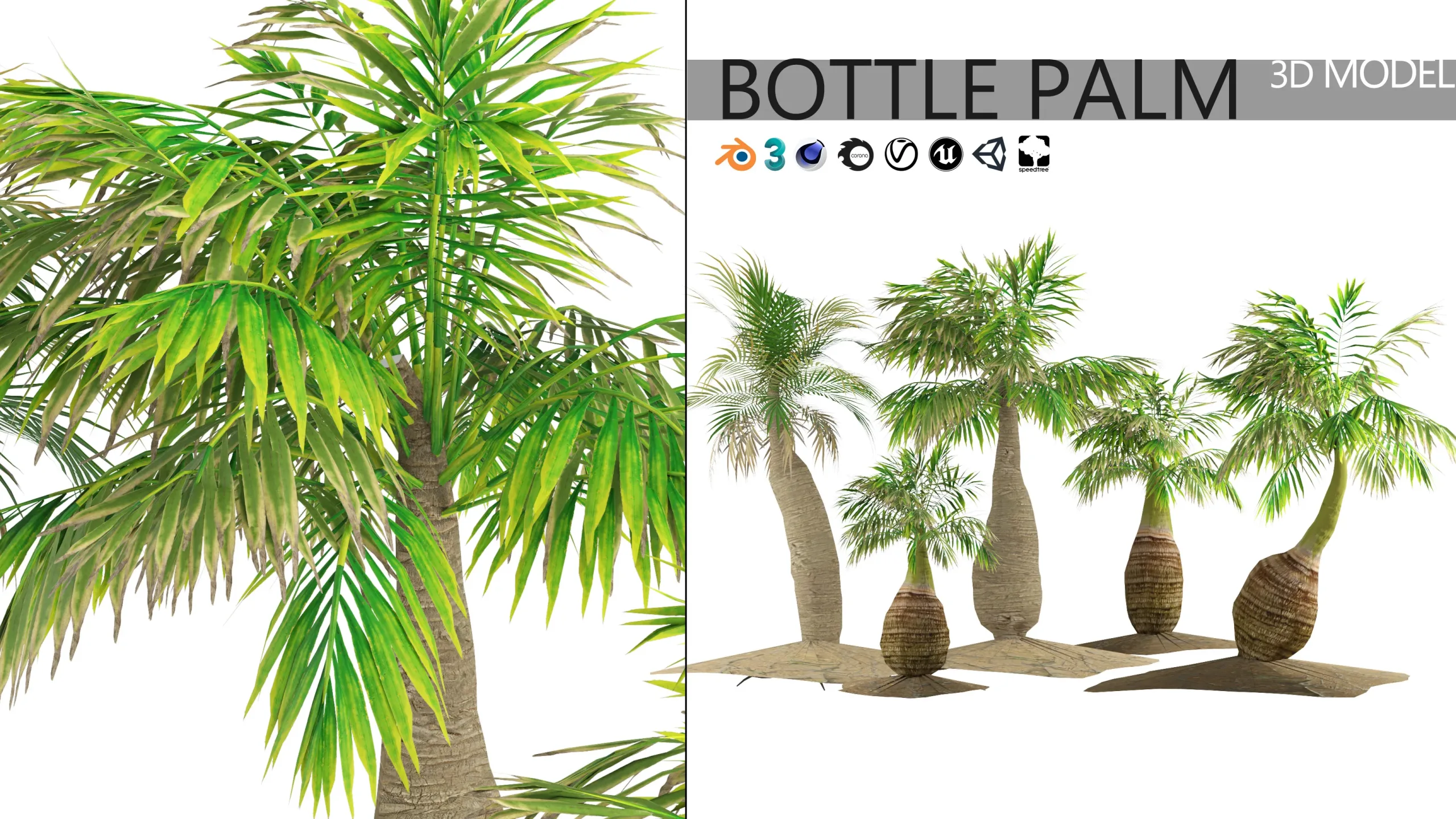 bottle-shaped palm 3d model