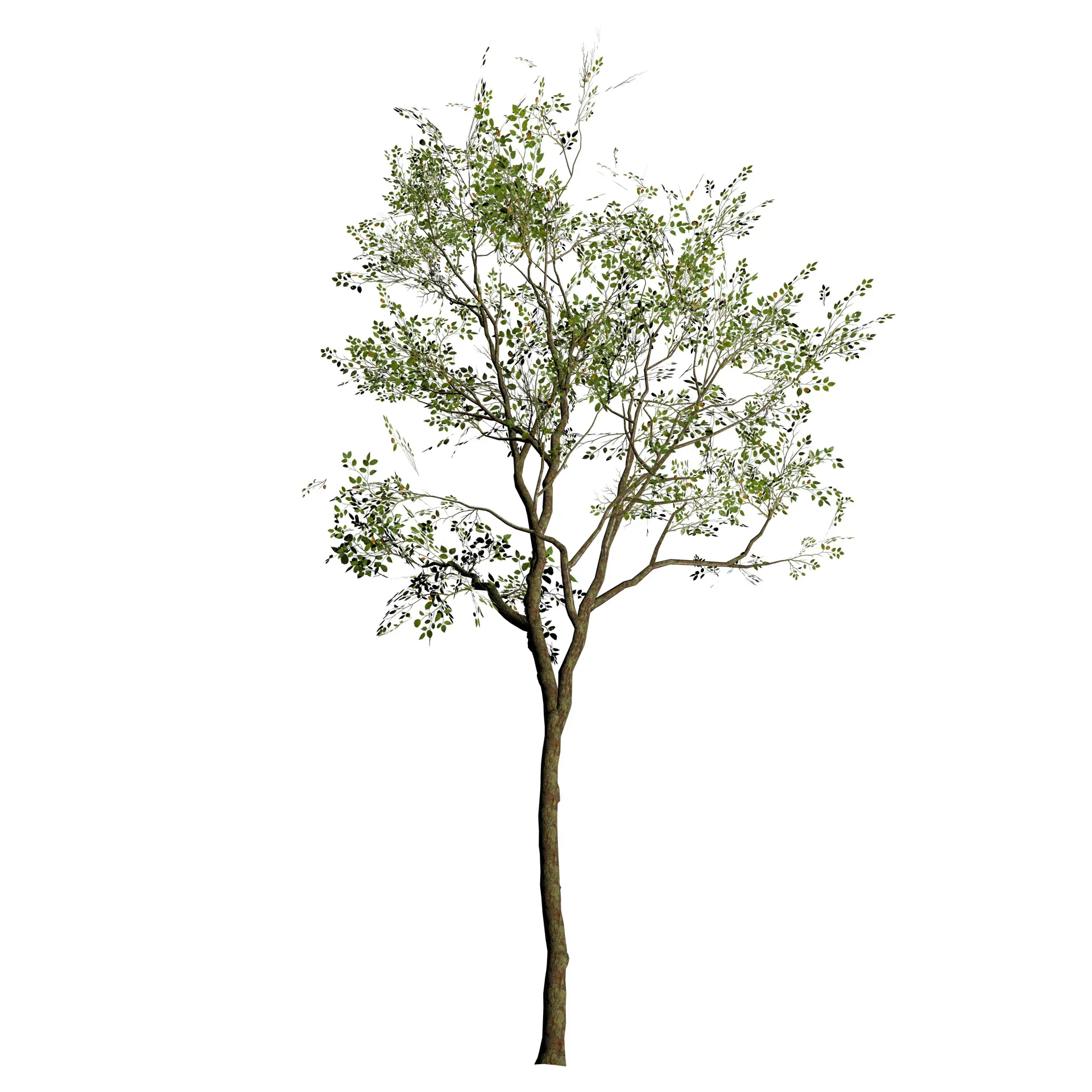 Realistic Silver Birch Tree 3D Model for game and Landscape Design