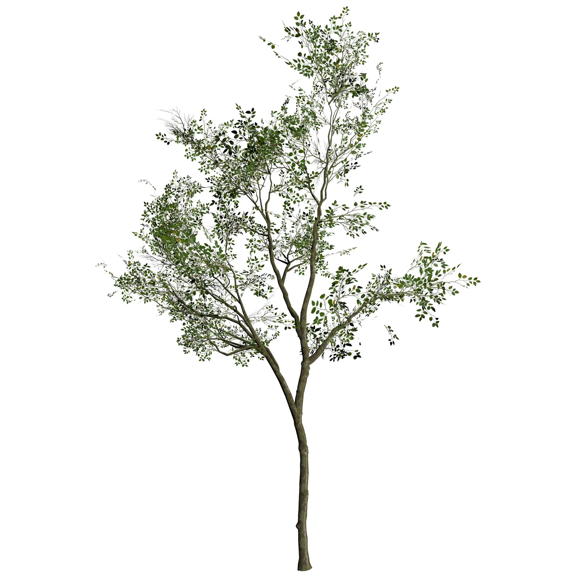 Realistic Silver Birch Tree 3D Model for game and Landscape Design