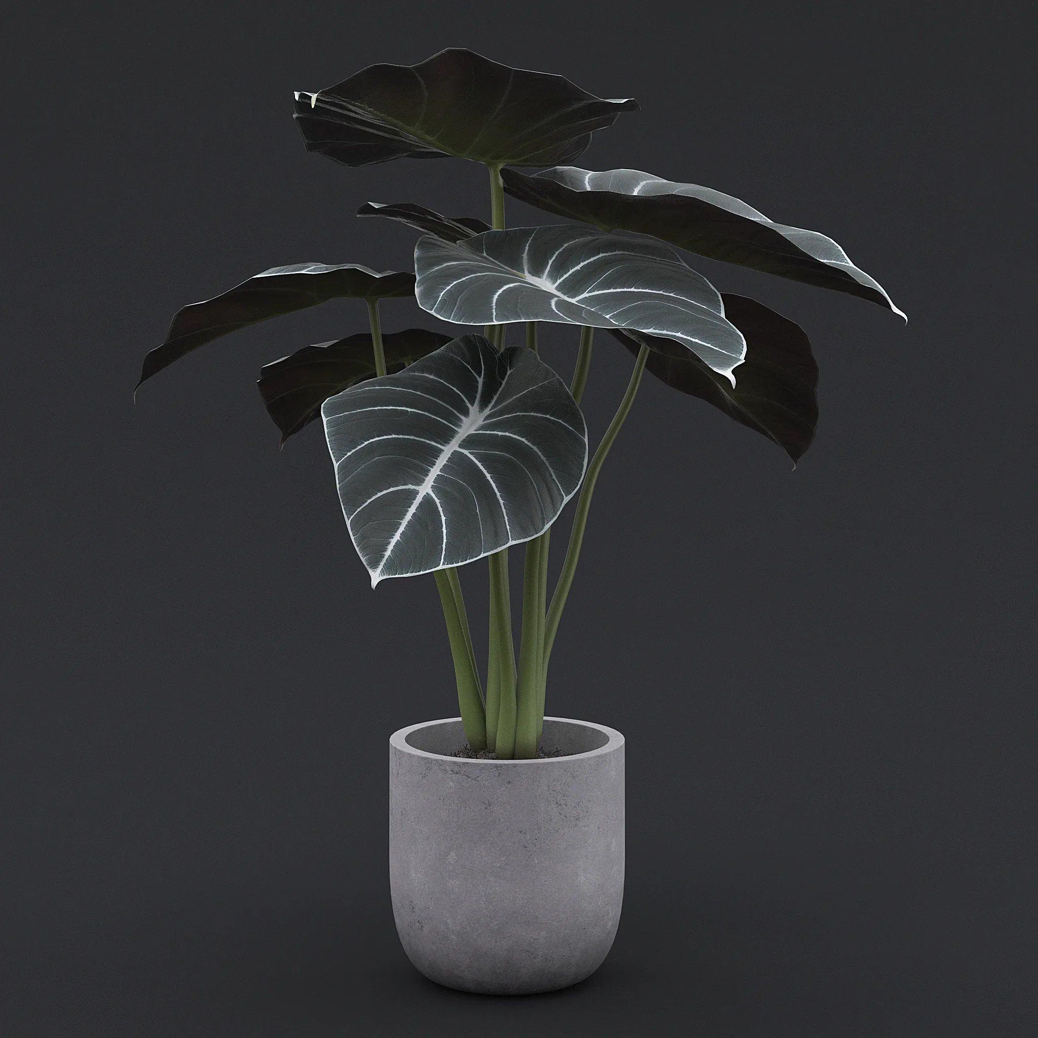 Alocasia Black Velvet I