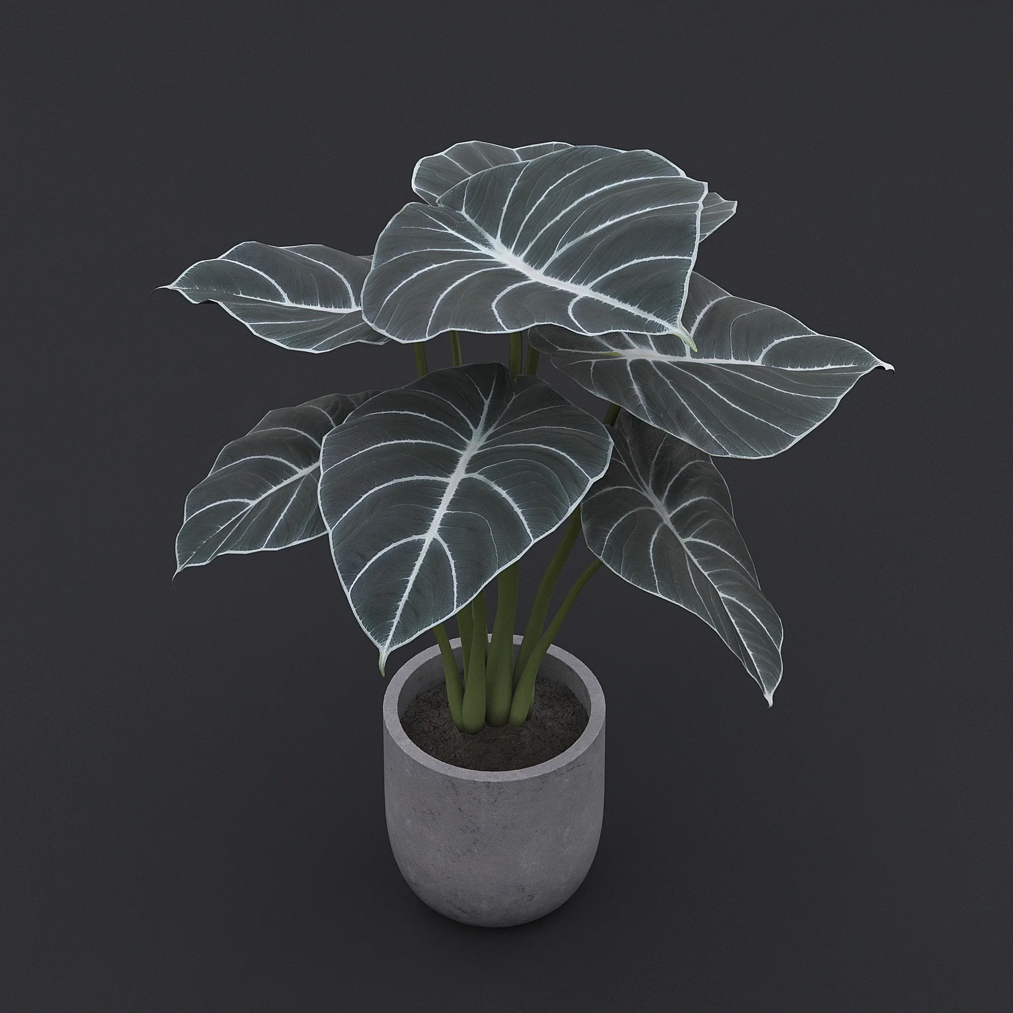 Alocasia Black Velvet I