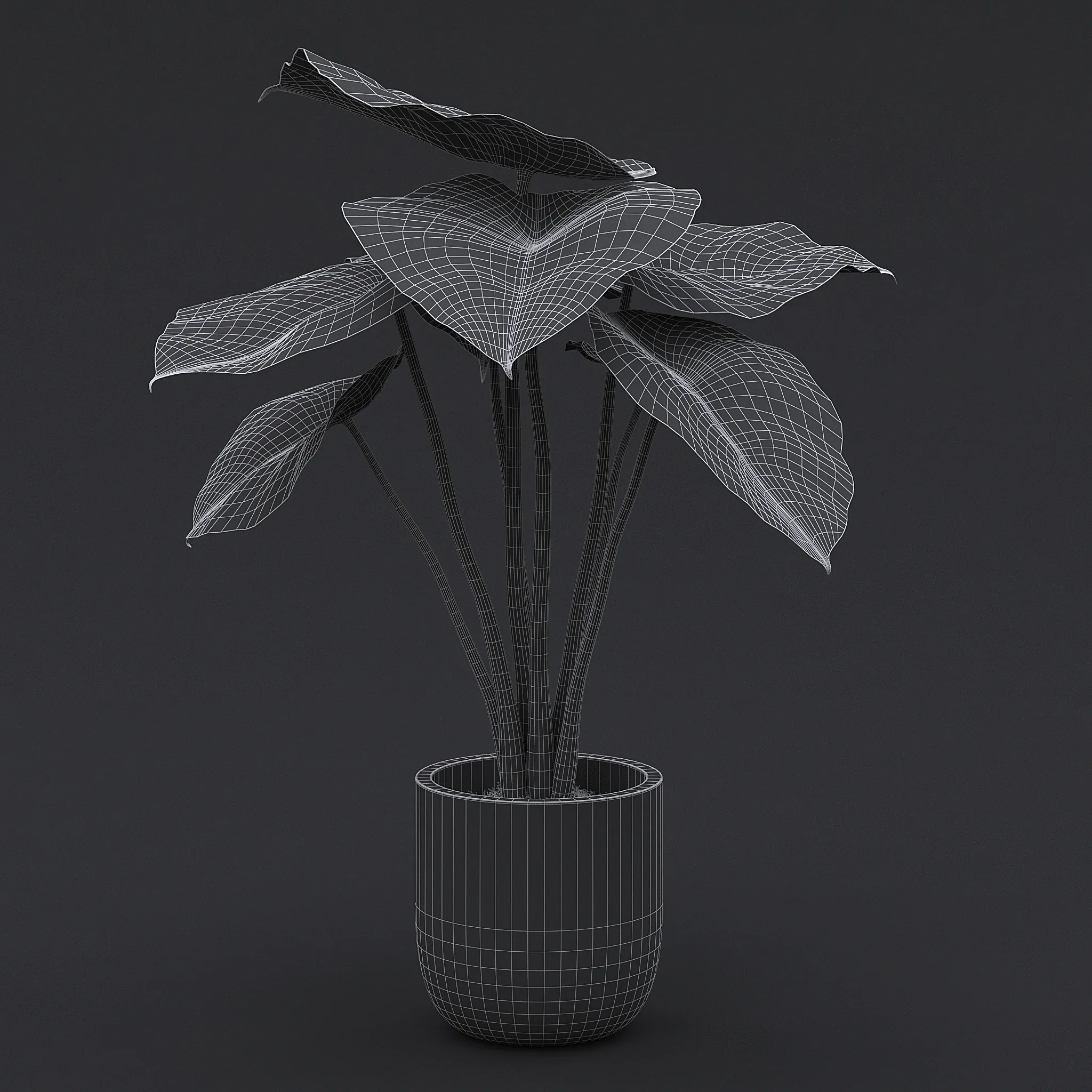 Alocasia Black Velvet I