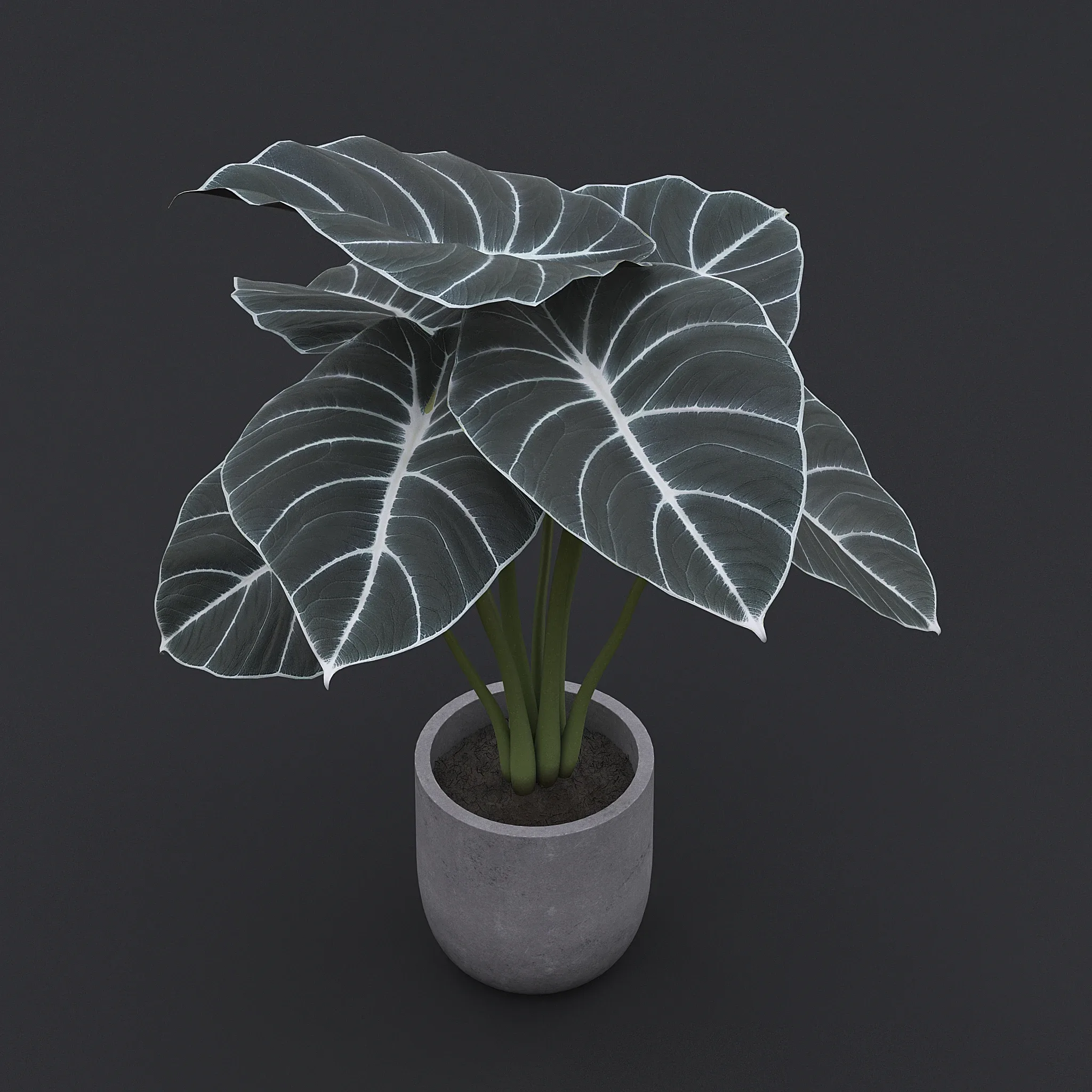 Alocasia Black Velvet I