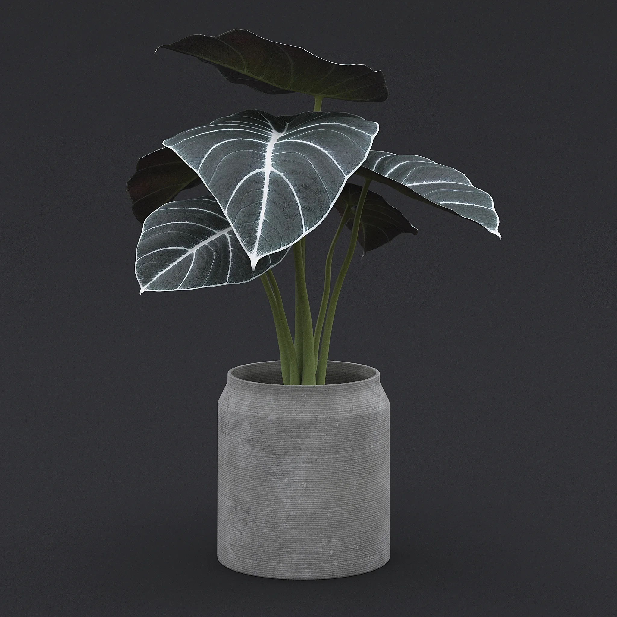 Alocasia Black Velvet II