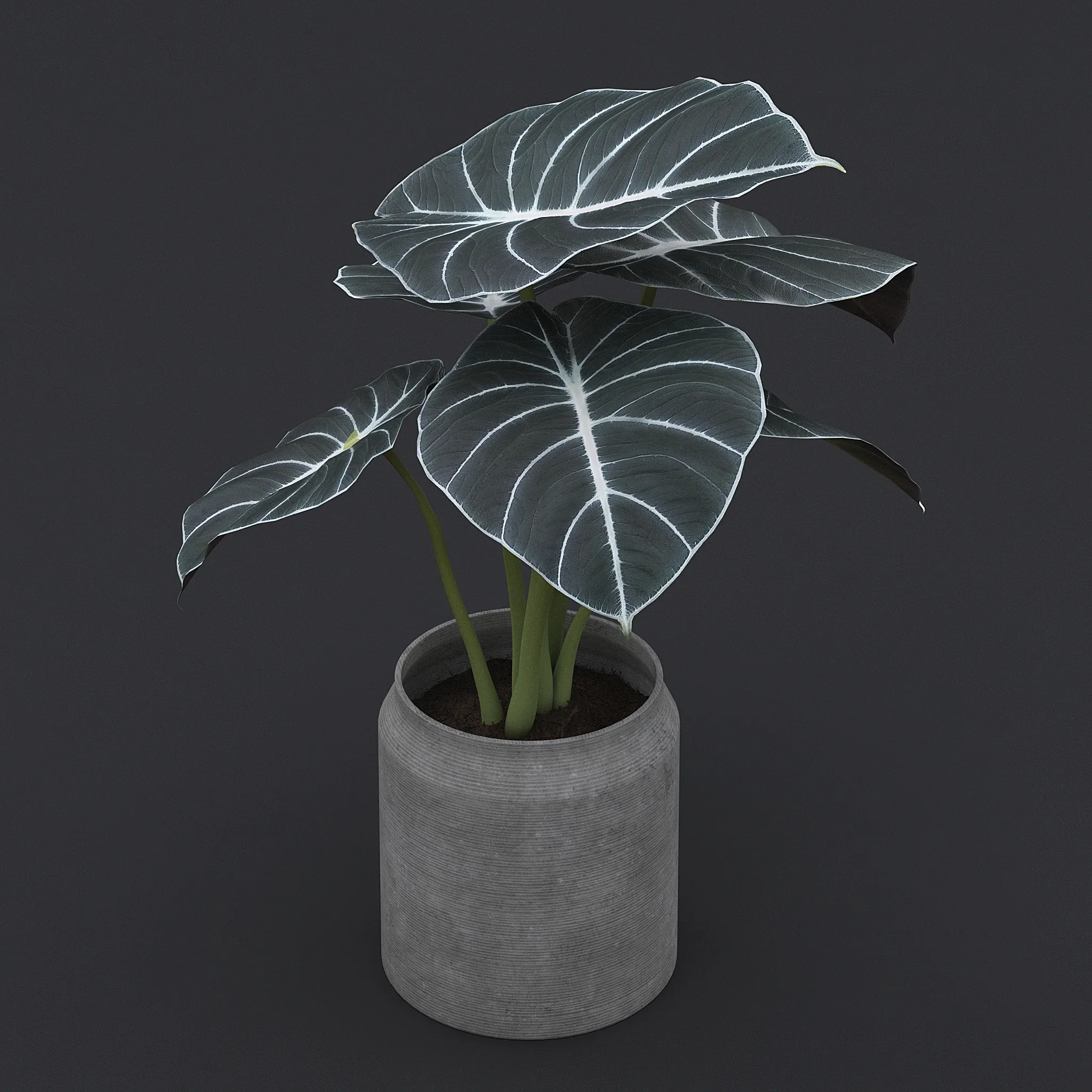 Alocasia Black Velvet II