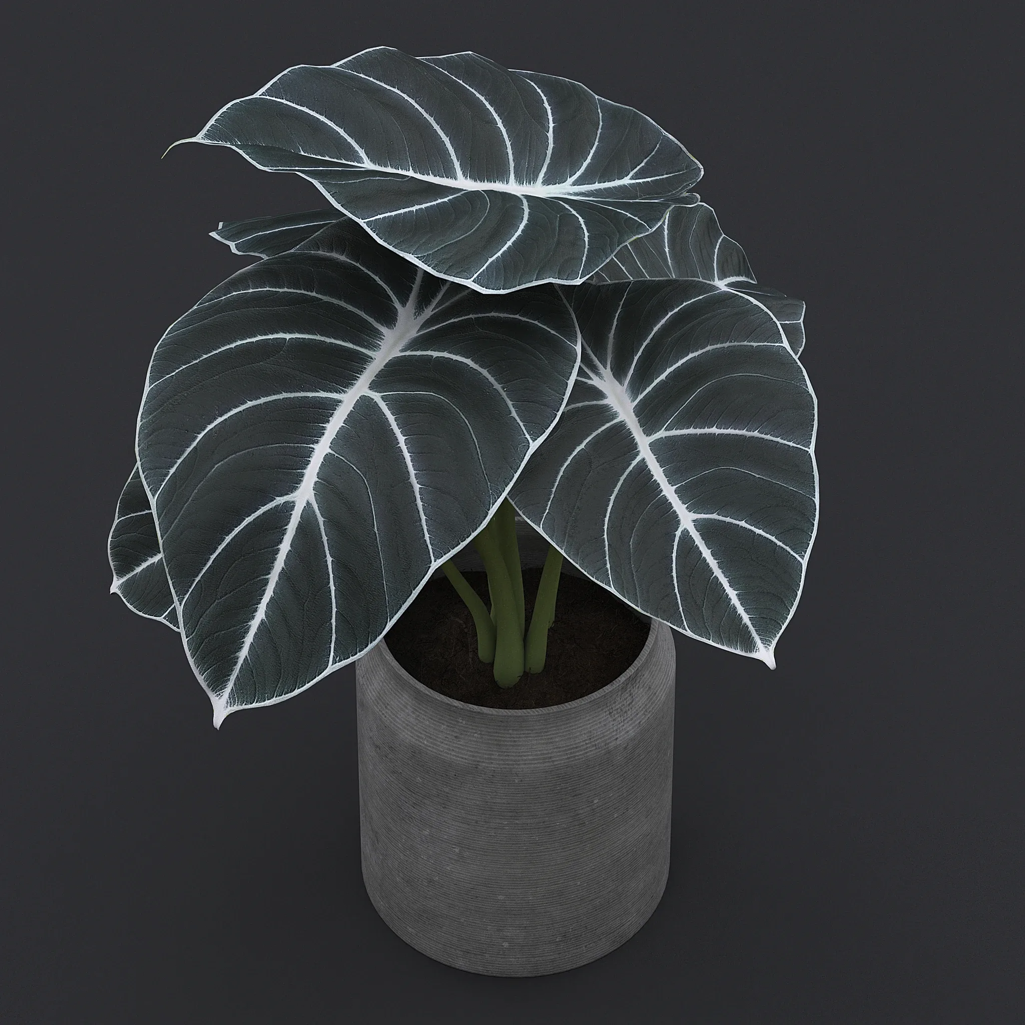 Alocasia Black Velvet II