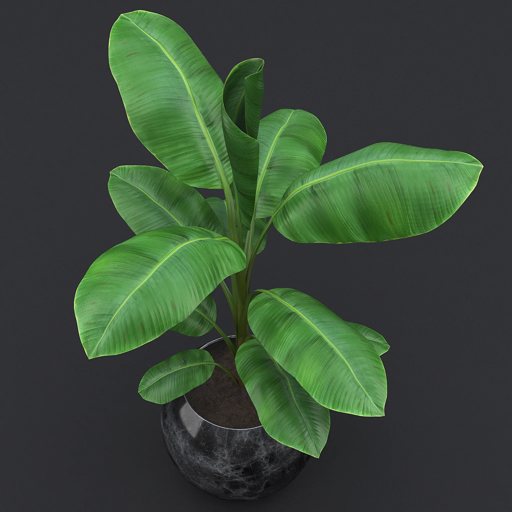 Cavendish Banana Plant II