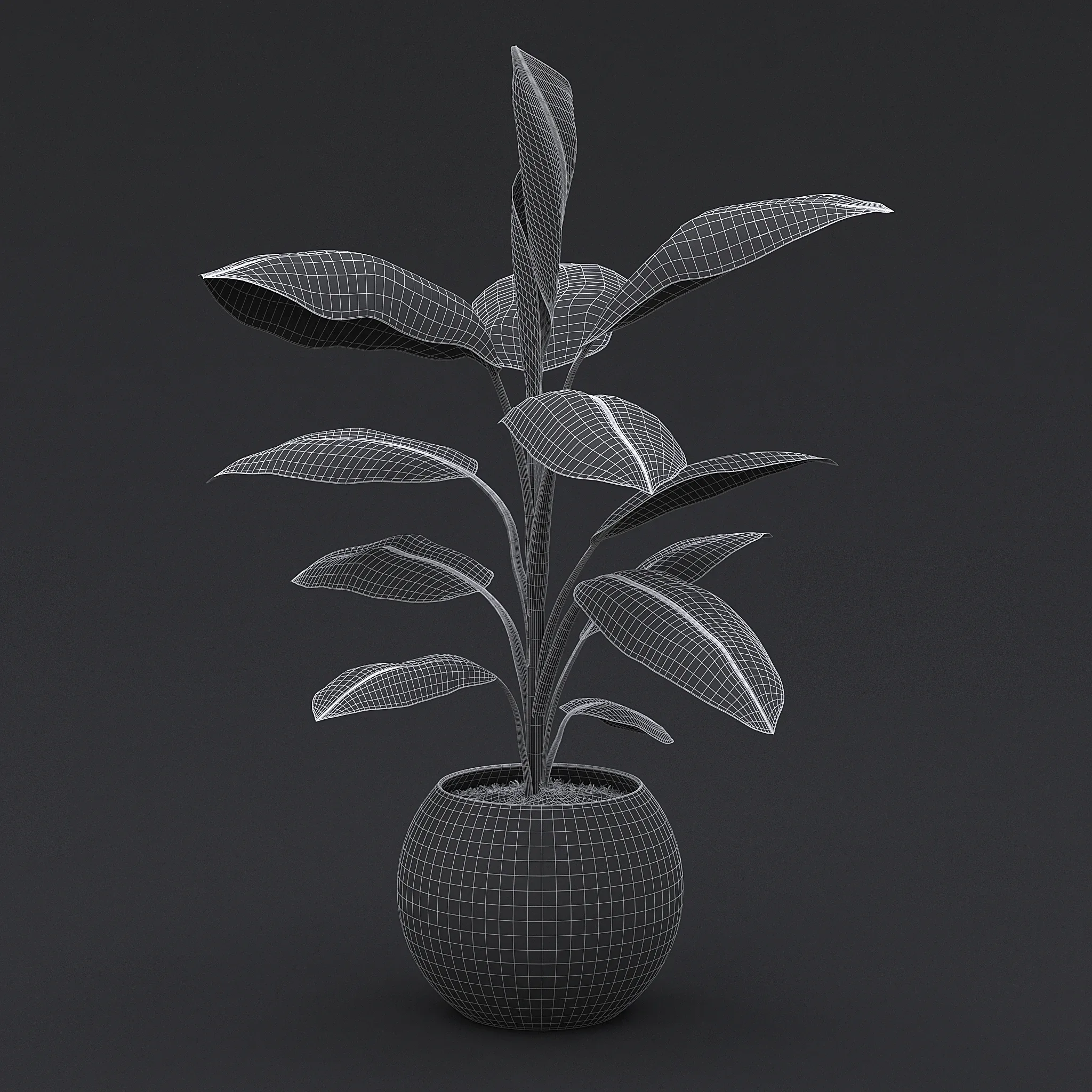 Cavendish Banana Plant II